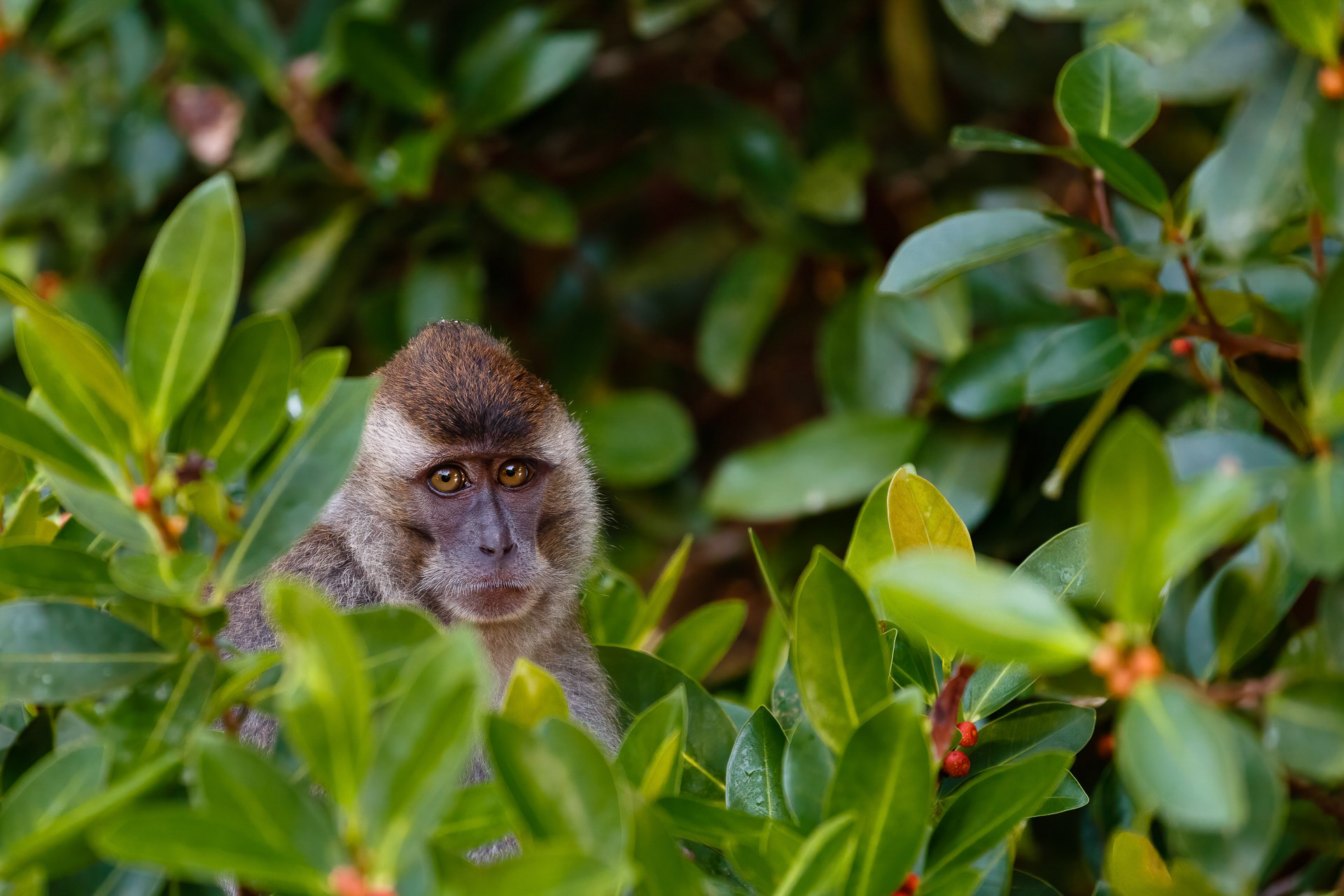 Long-tailed Macaque - Kinabatangan River, Borneo