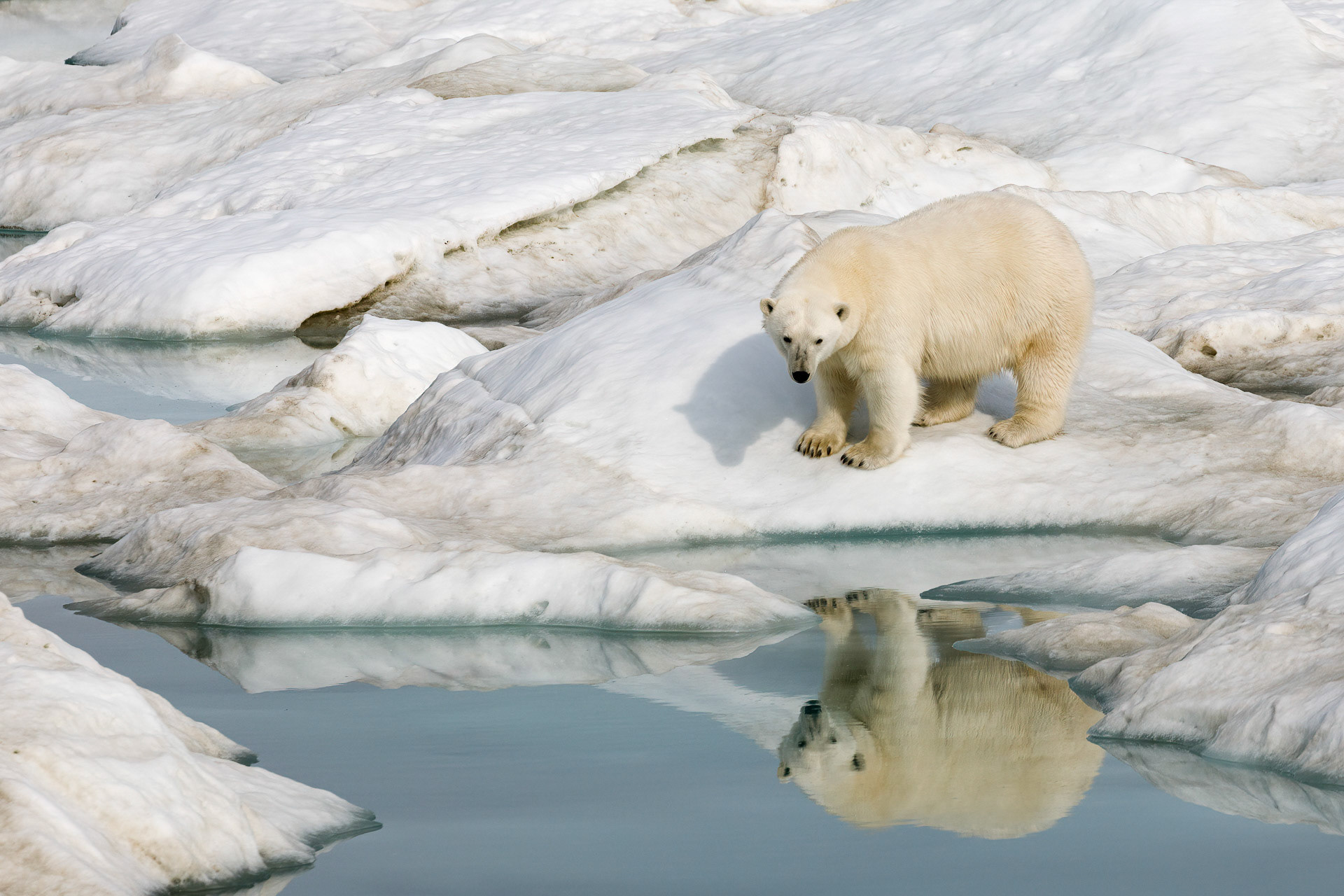 Polar Bear - On Sea Ice near Wrangel Island, Russia