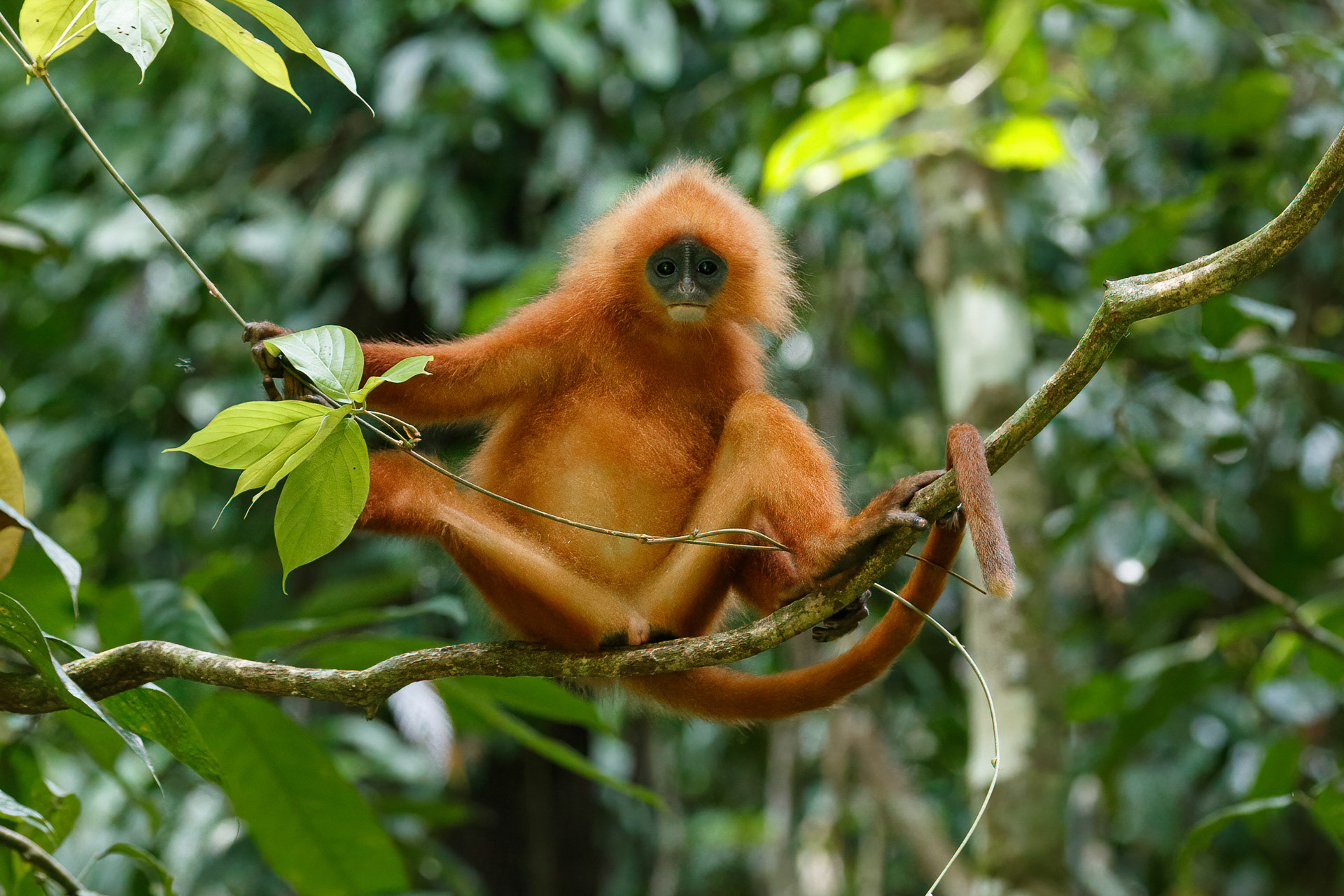 Red Leaf Monkey - Danum Valley, Borneo