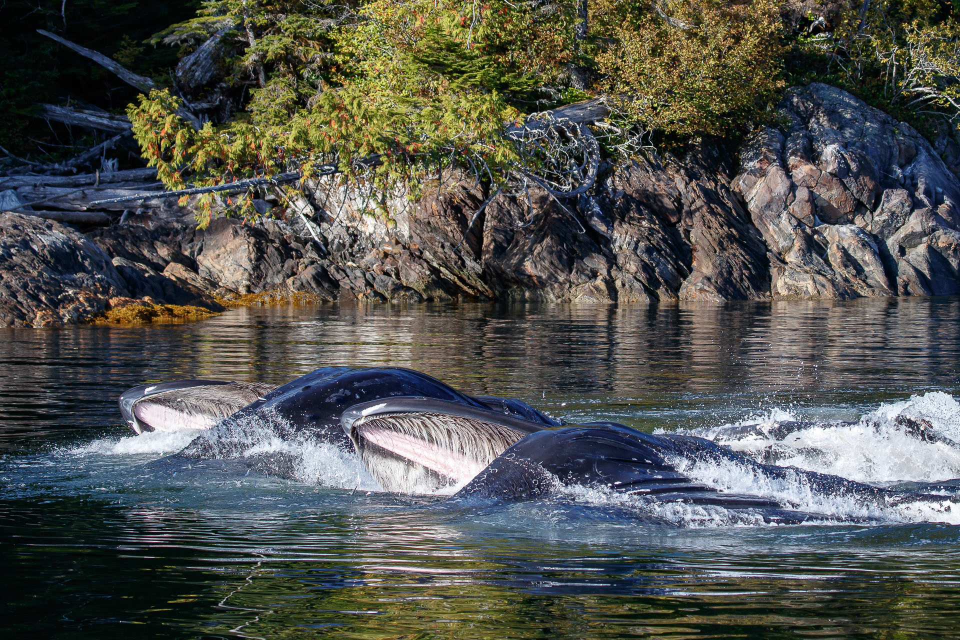 Humpback Whales - Great Bear Rainforest, Canada