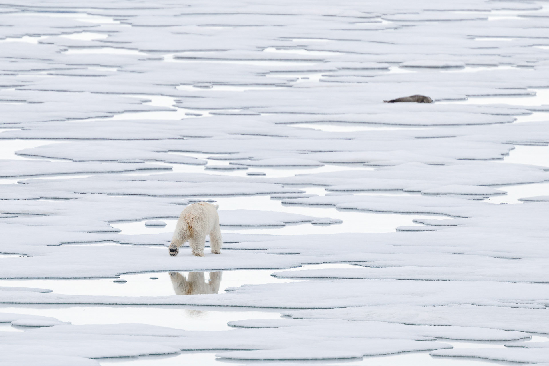 Polar Bear and Seal - On Sea Ice, East of Spitsbergen