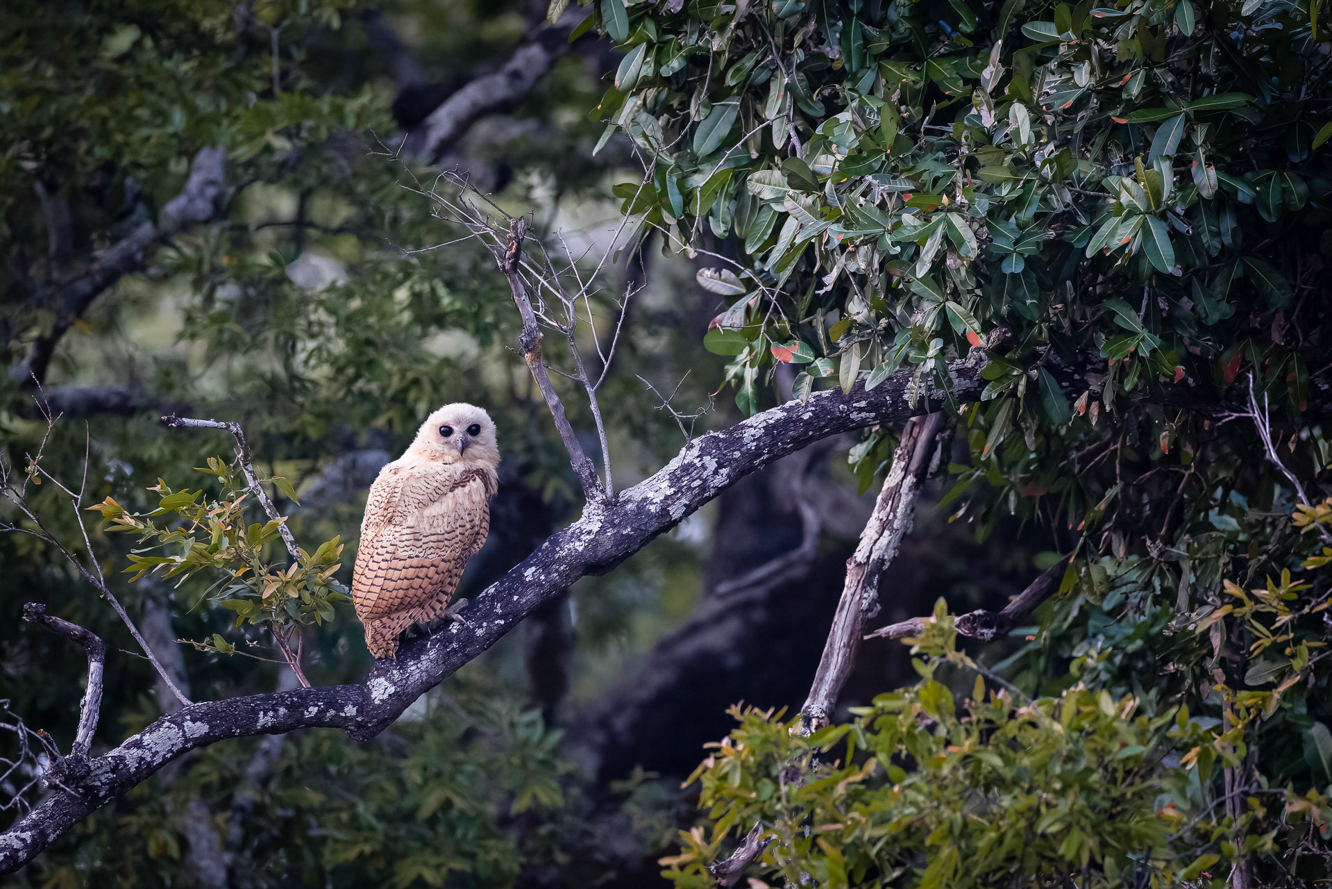 Juvenile Pel's Fishing Owl - Musekese, Kafue NP, Zambia