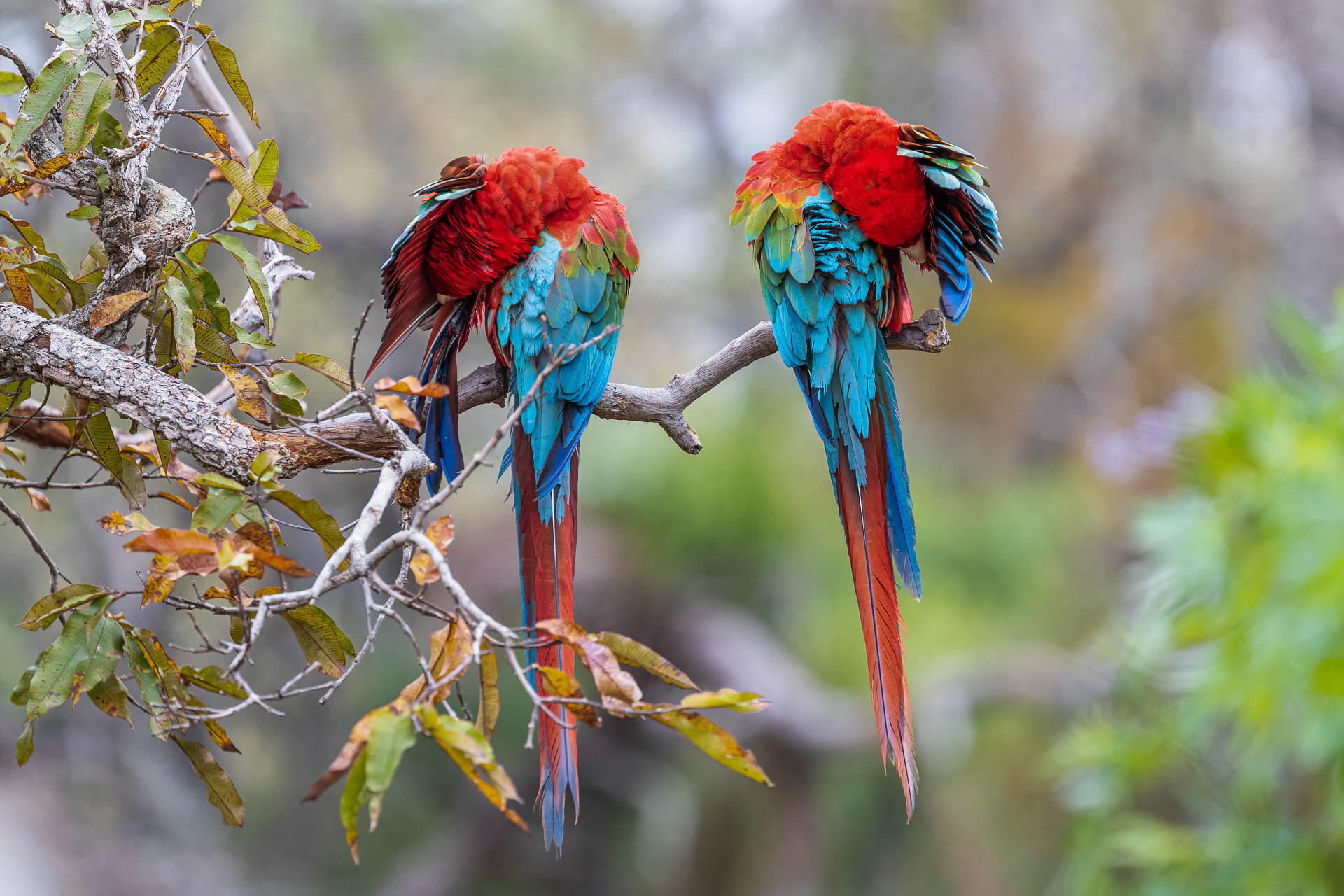 Red-and-Green Macaws - Buraco das Araras, Brazil