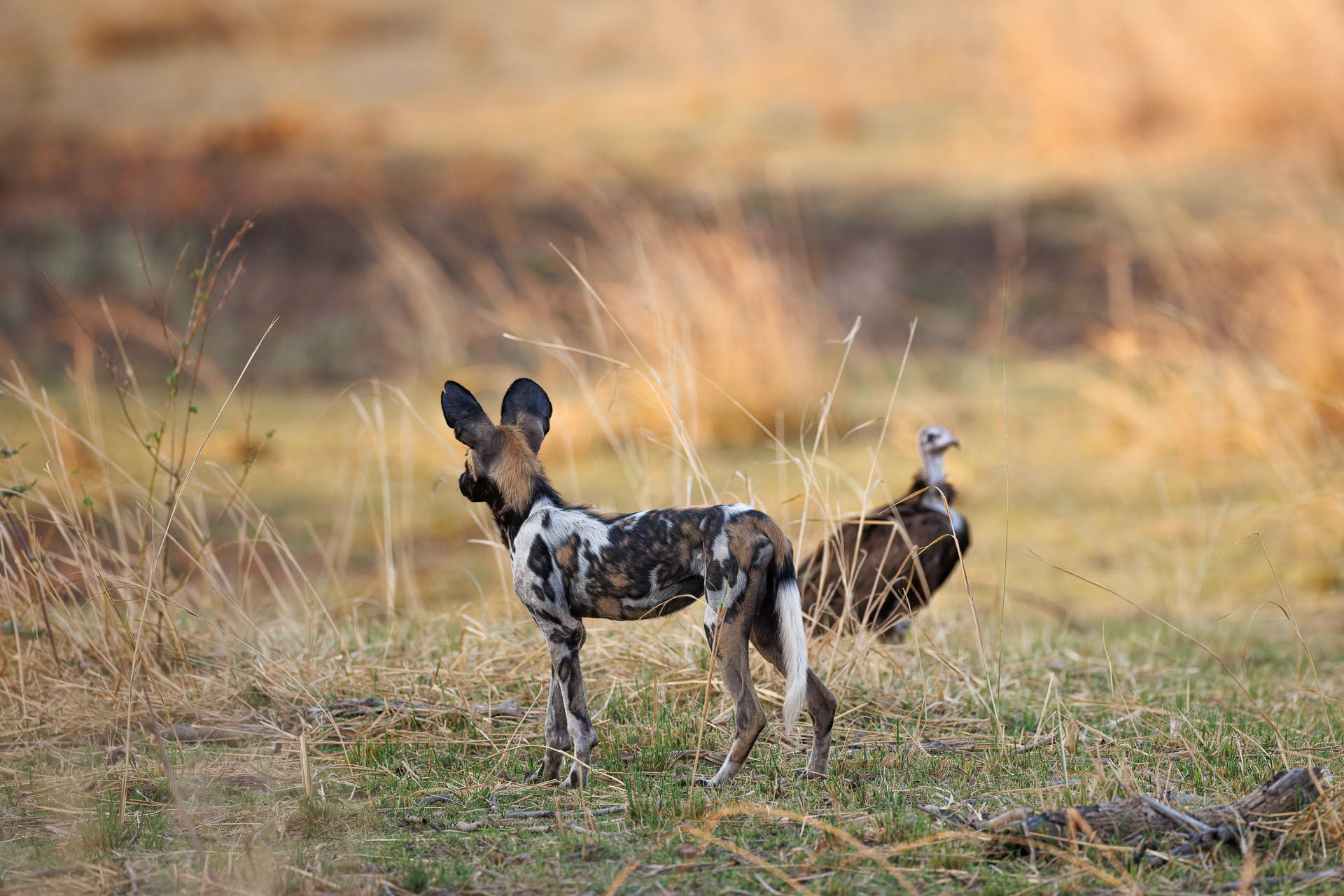 African Wild Dog and Vulture - South Luangwa NP, Zambia