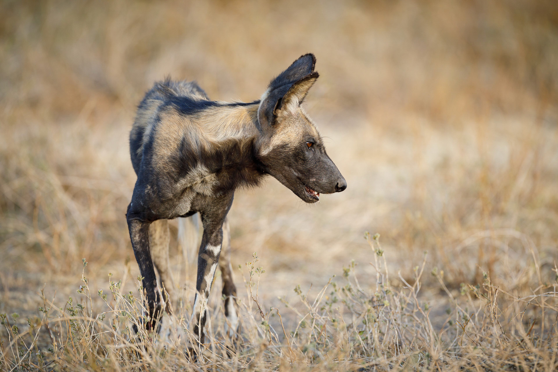 African Wild Dog - Ngorongoro Conservation Area, Tanzania