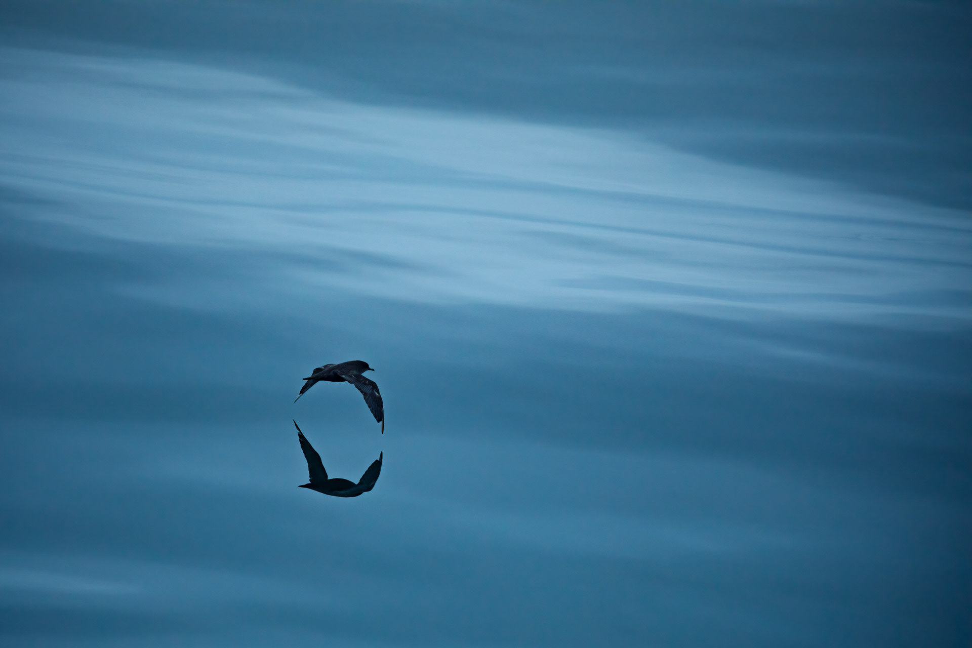 Short-tailed Shearwater - Chukchi Coastline, Russia