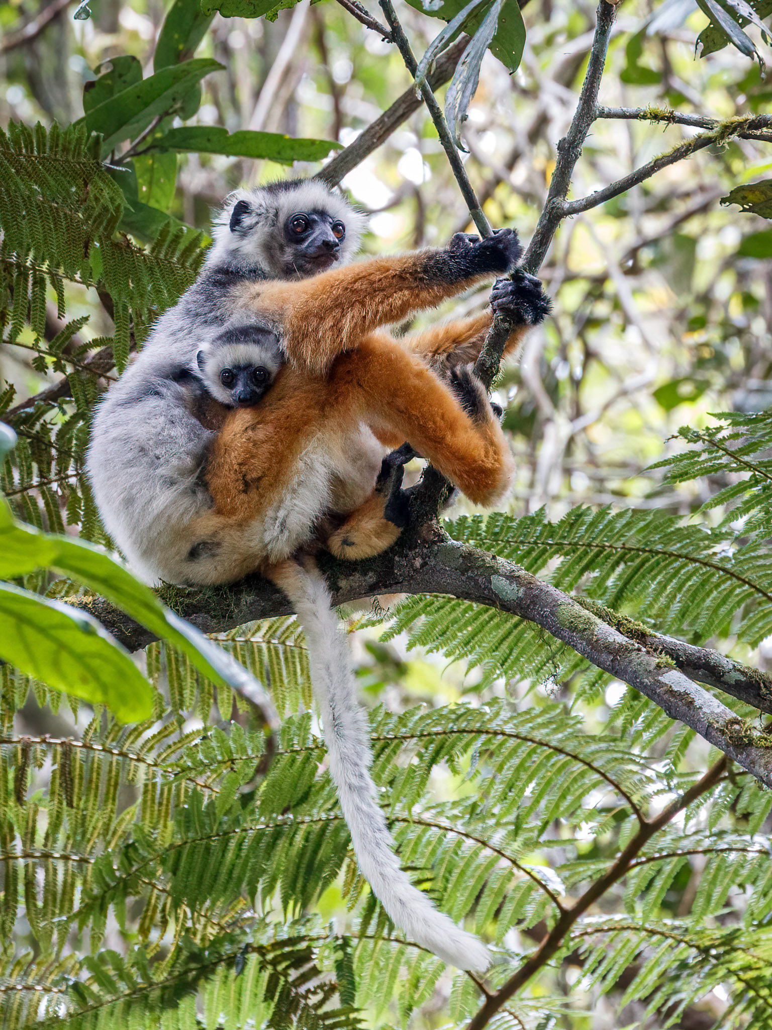 Diademed Sifakas - Andasibe-Mantadia National Park, Madagascar