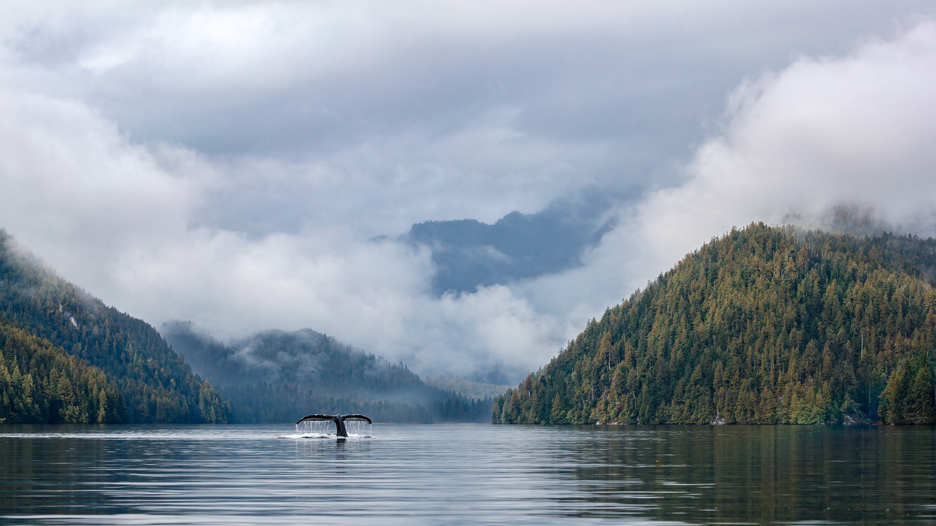 Humpback Whale - Great Bear Rainforest, Canada