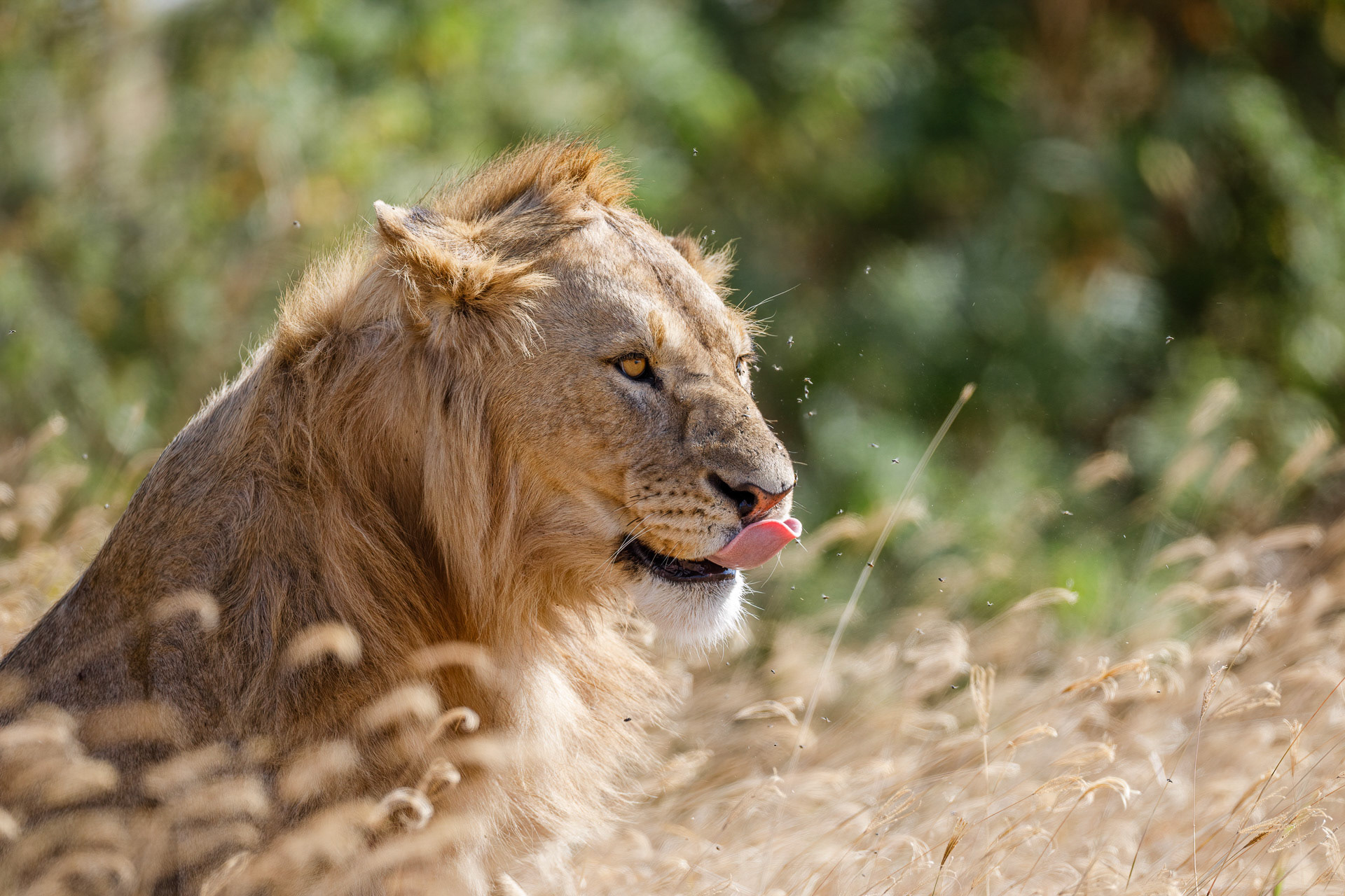 Lion - Ngorongoro Crater, Tanzania