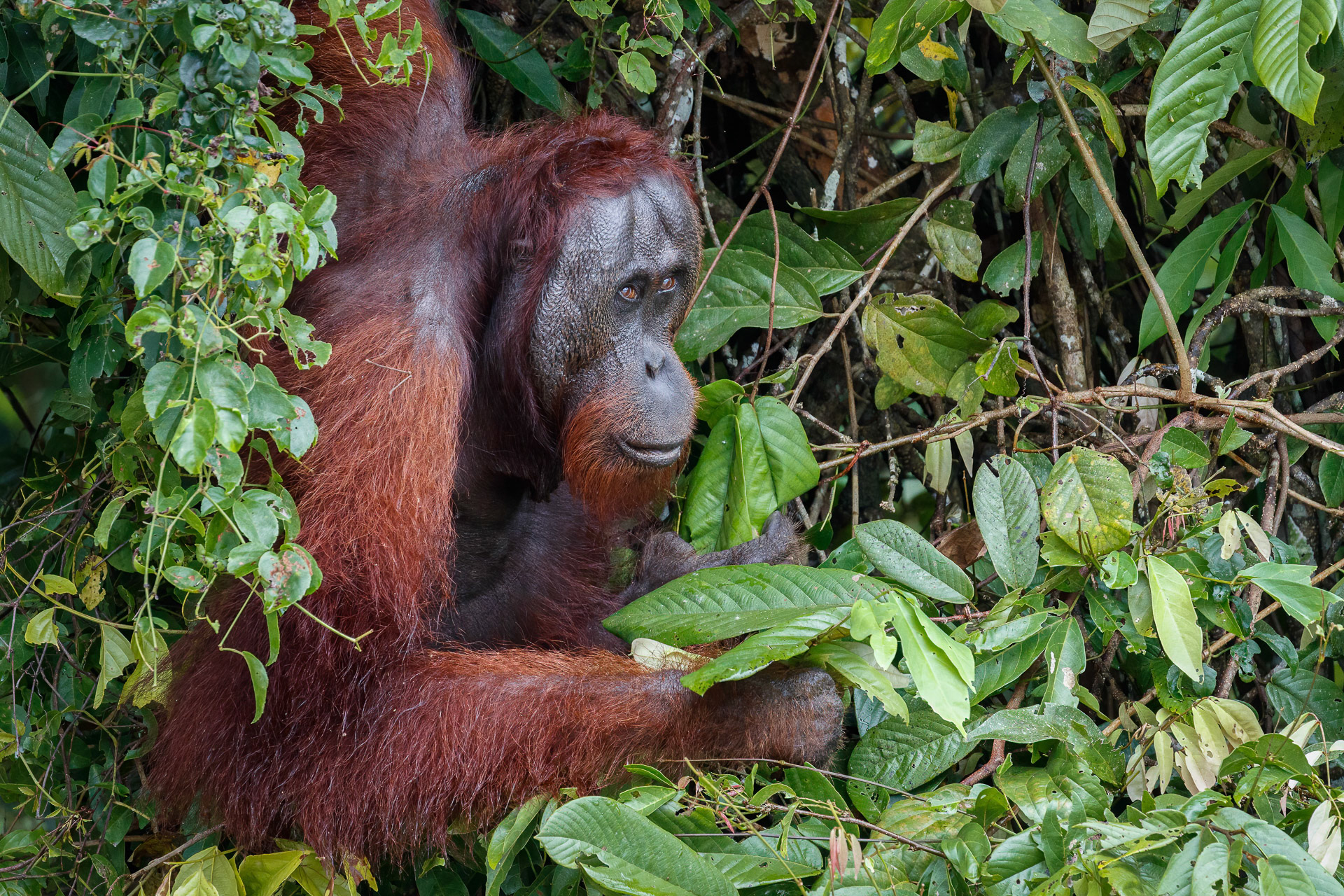 Orangutan - Kinabatangan River, Borneo