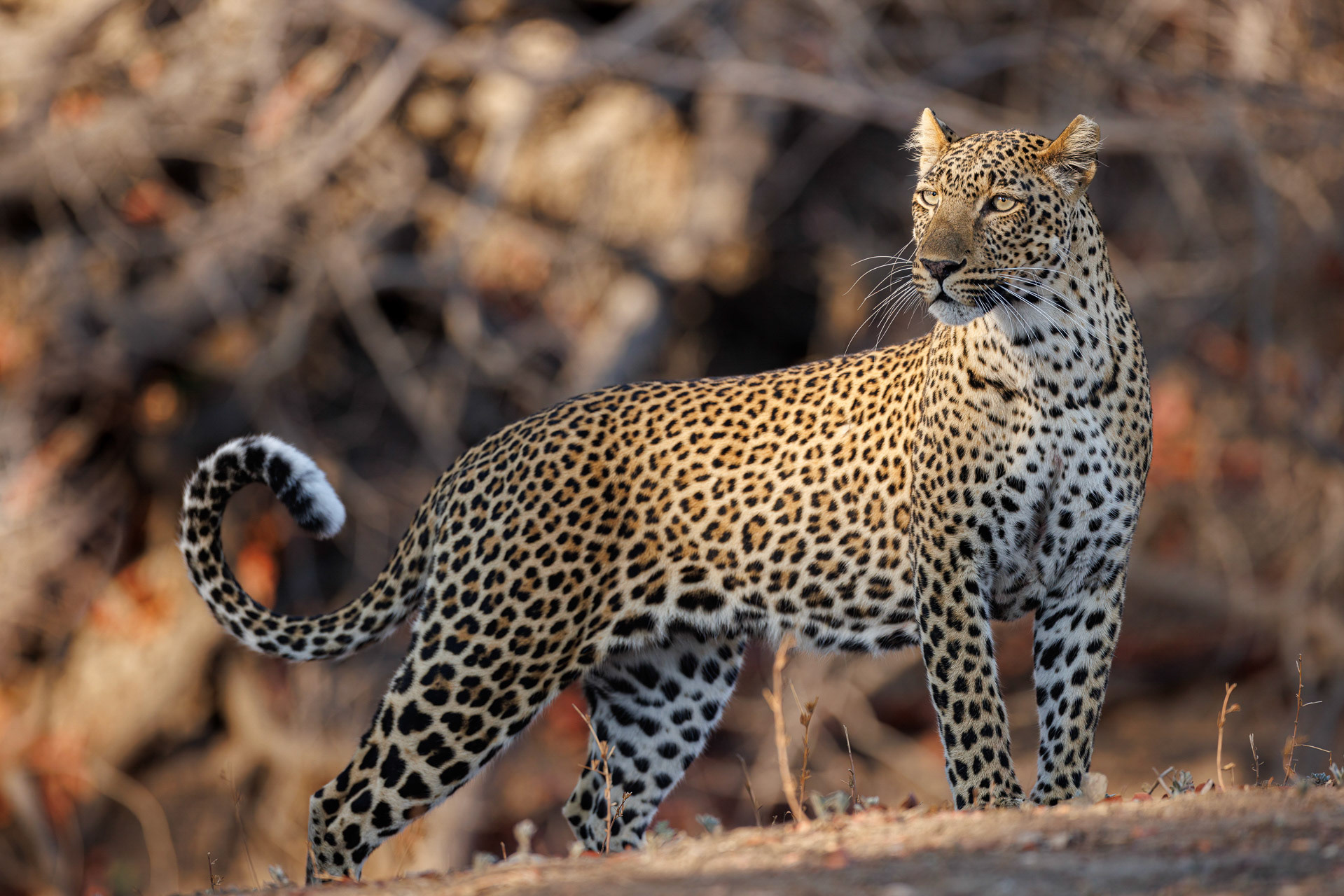 Leopard - South Luangwa NP, Zambia