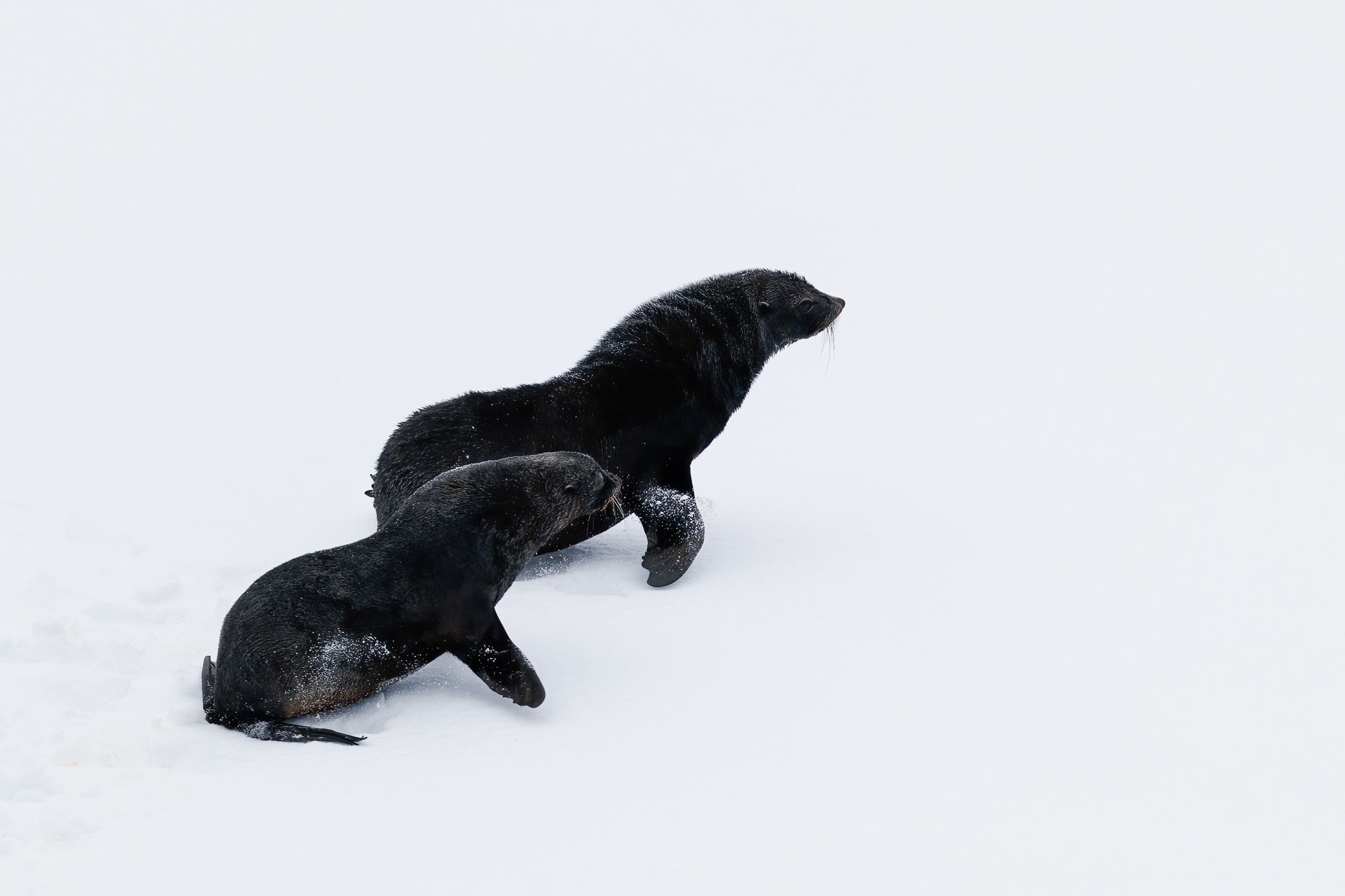 Antarctic Fur Seals - On Iceberg in the Gerlache Strait, Antarctica