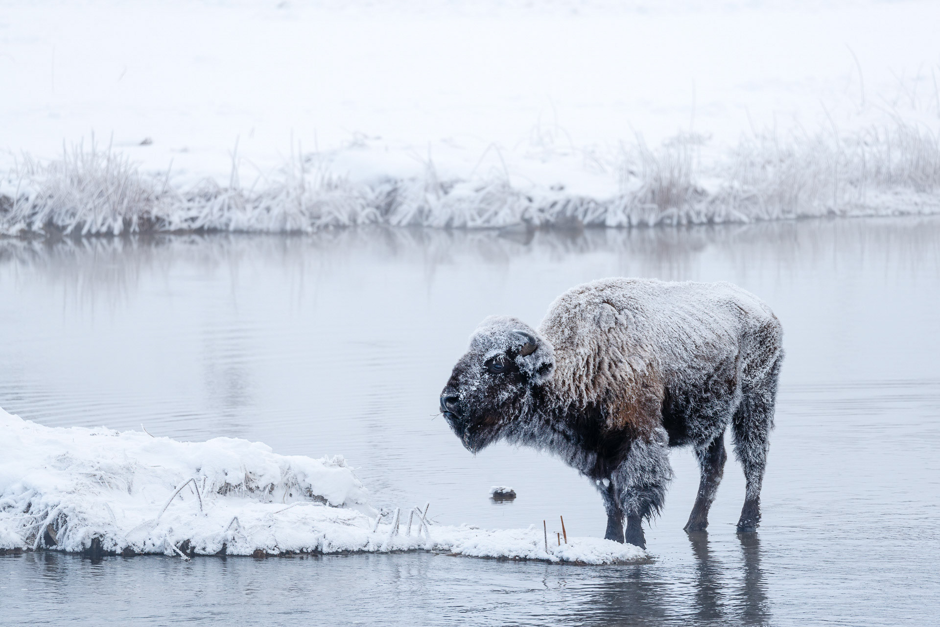 Bison - Yellowstone National Park, USA