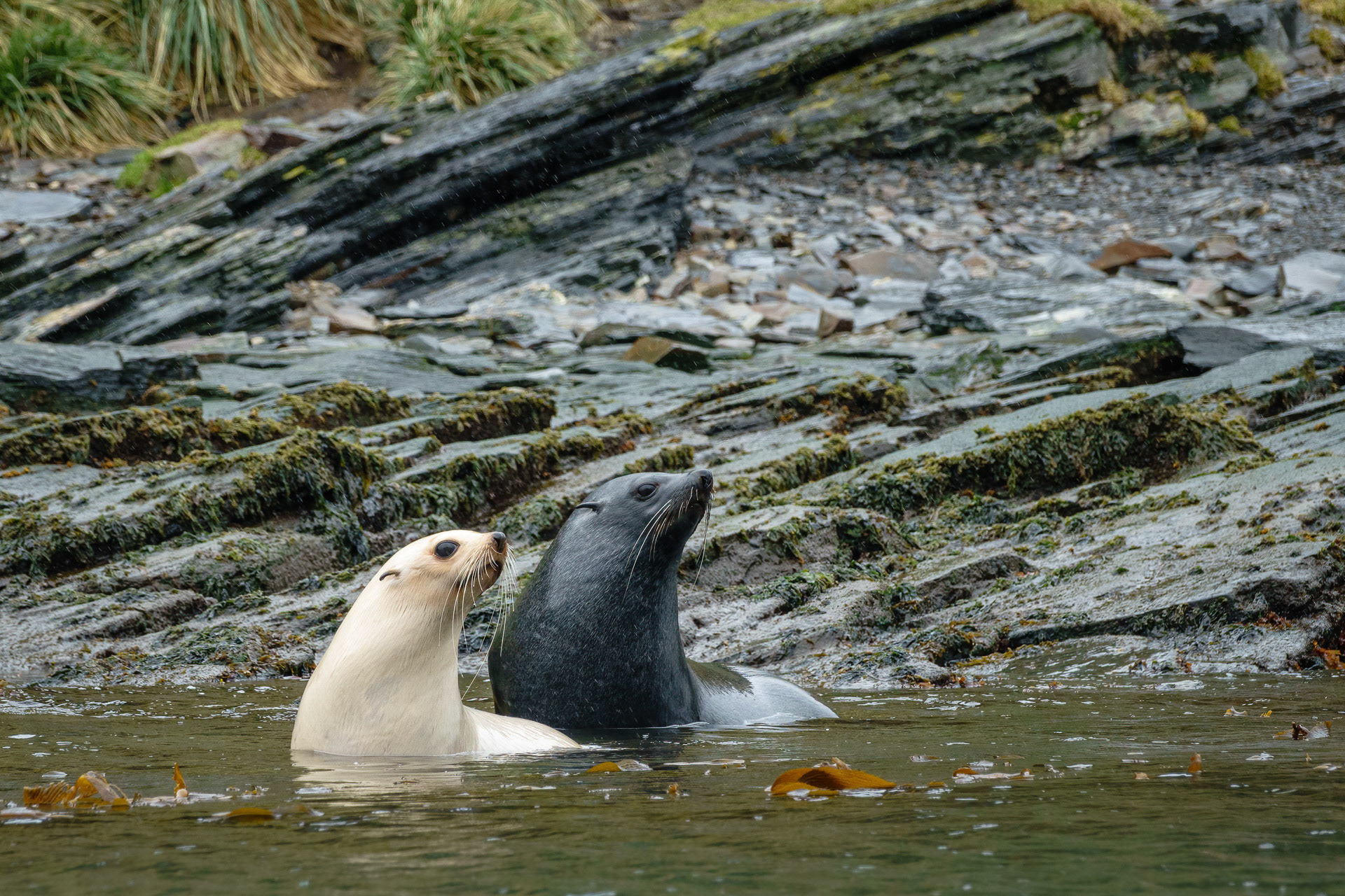 Antarctic Fur Seals - Stromness, South Georgia