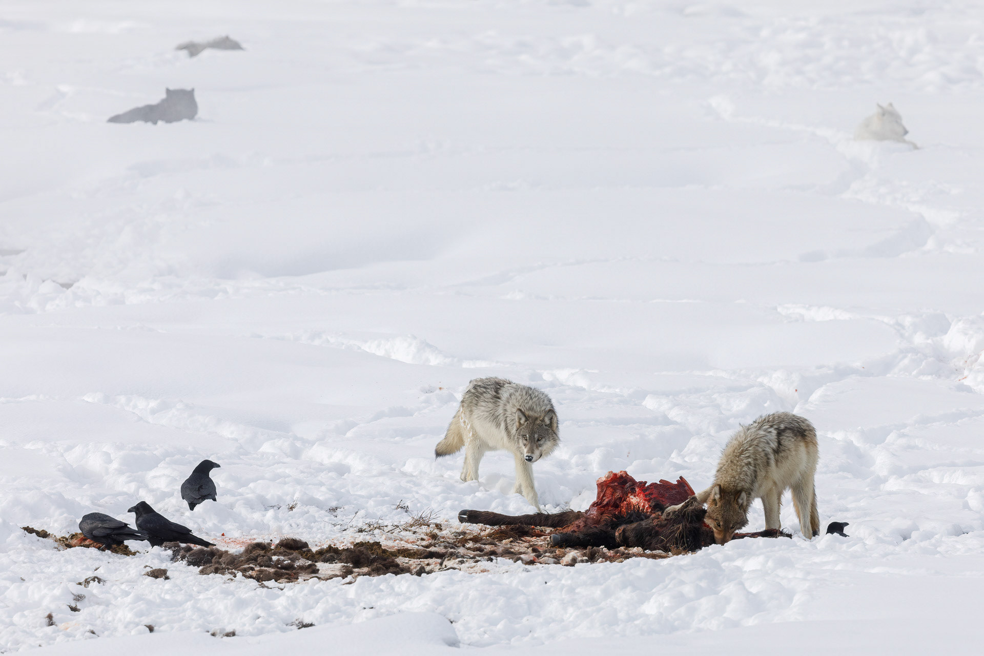 Wolves on Bison Kill - Yellowstone National Park