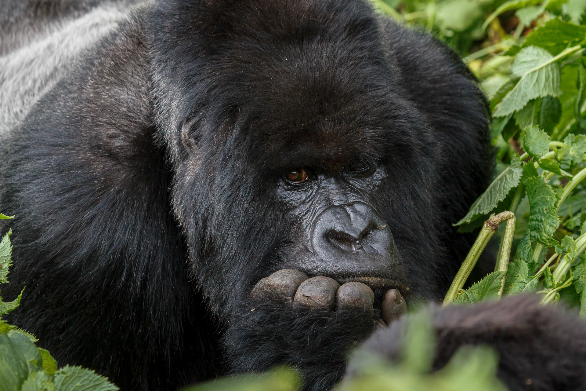 Mountain Gorilla - Virunga National Park