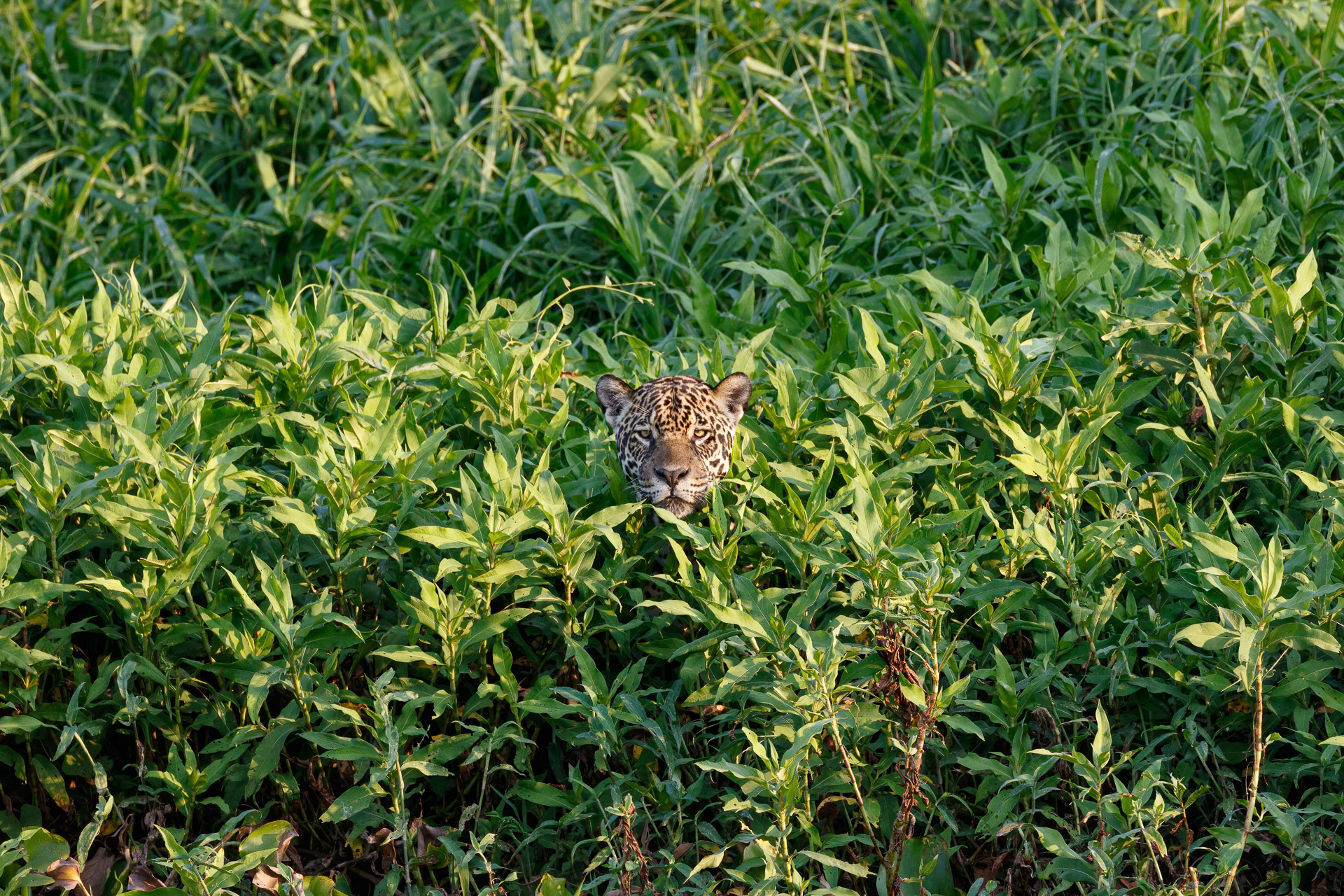 Jaguar - Paraguay River, Brazil