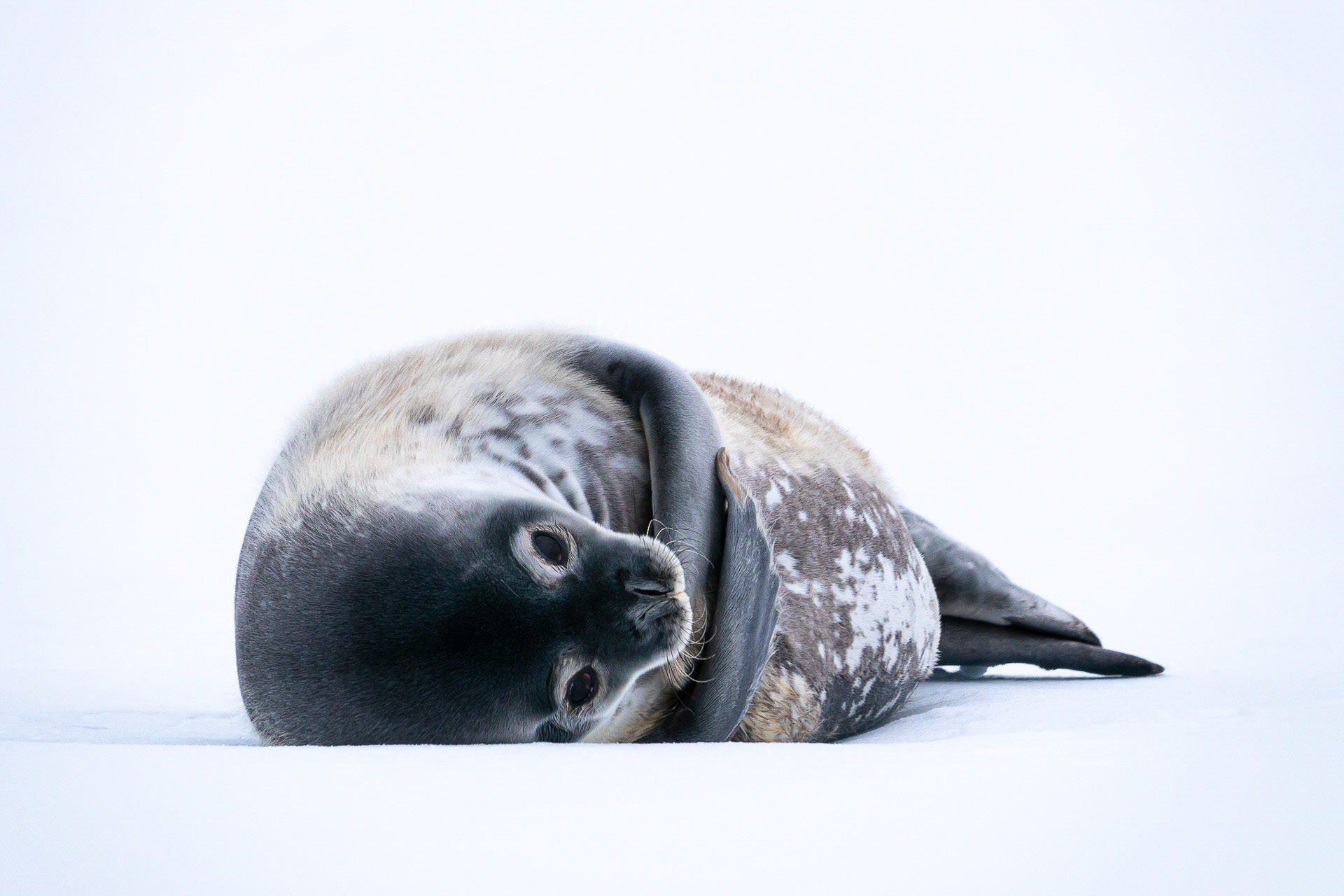 Weddell Seal - Near Brown Station, Northwest Antarctic Peninsula