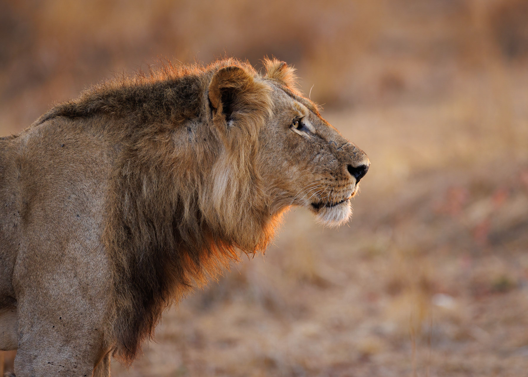 Lion - Musekese, Kafue NP, Zambia