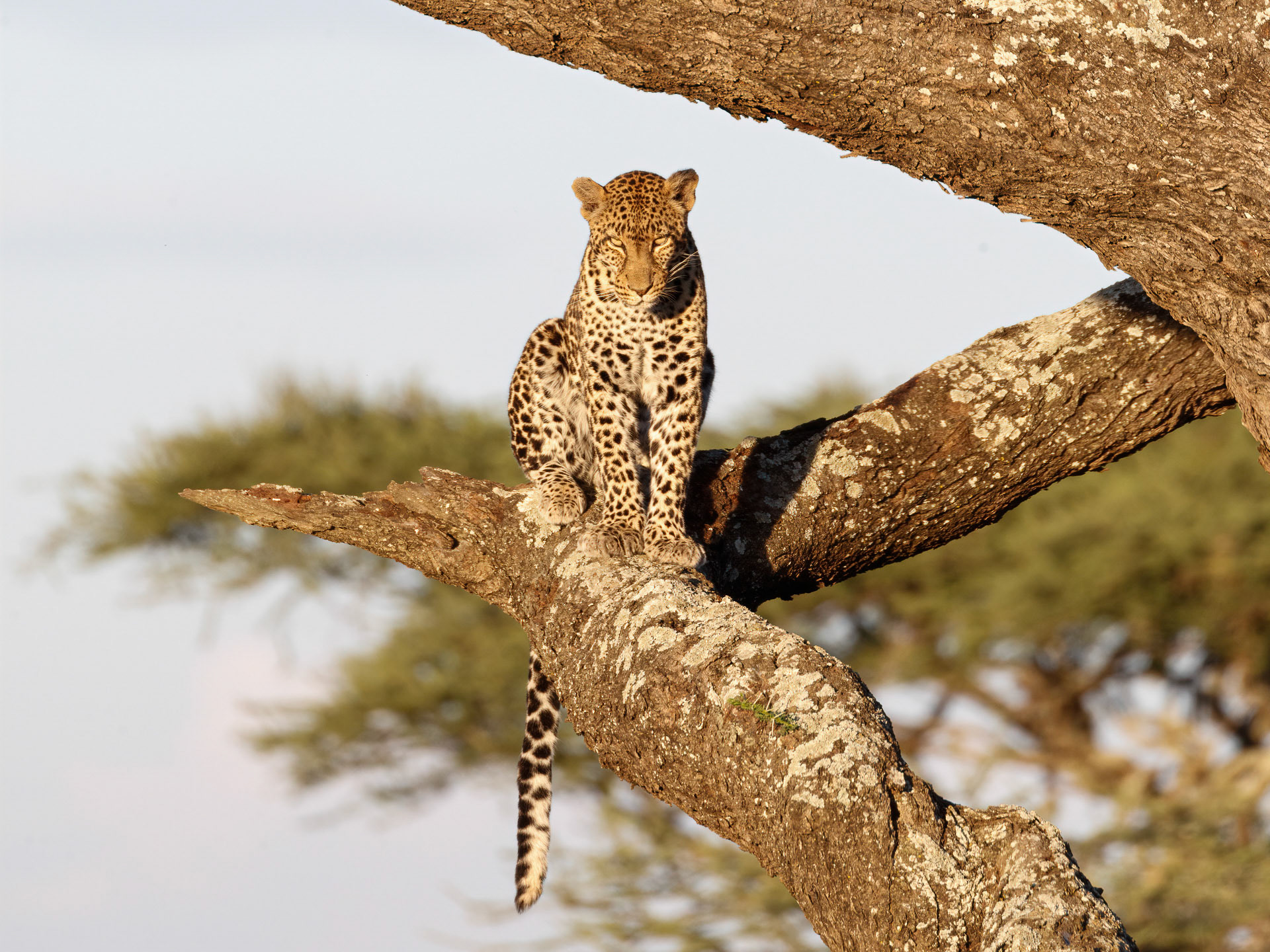 Leopard - Ndutu Lake, Tanzania