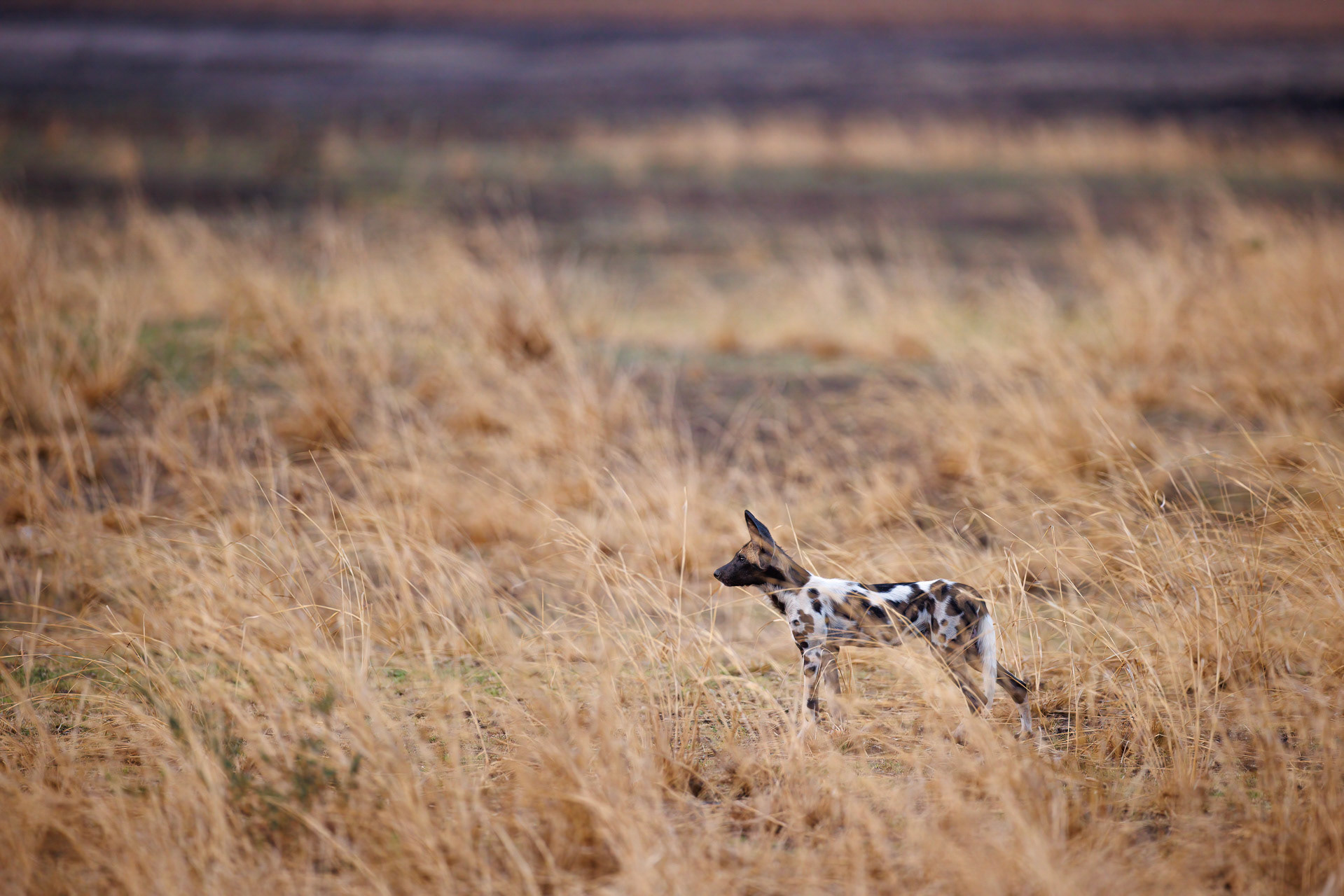 African Wild Dog Pup - South Luangwa NP, Zambia