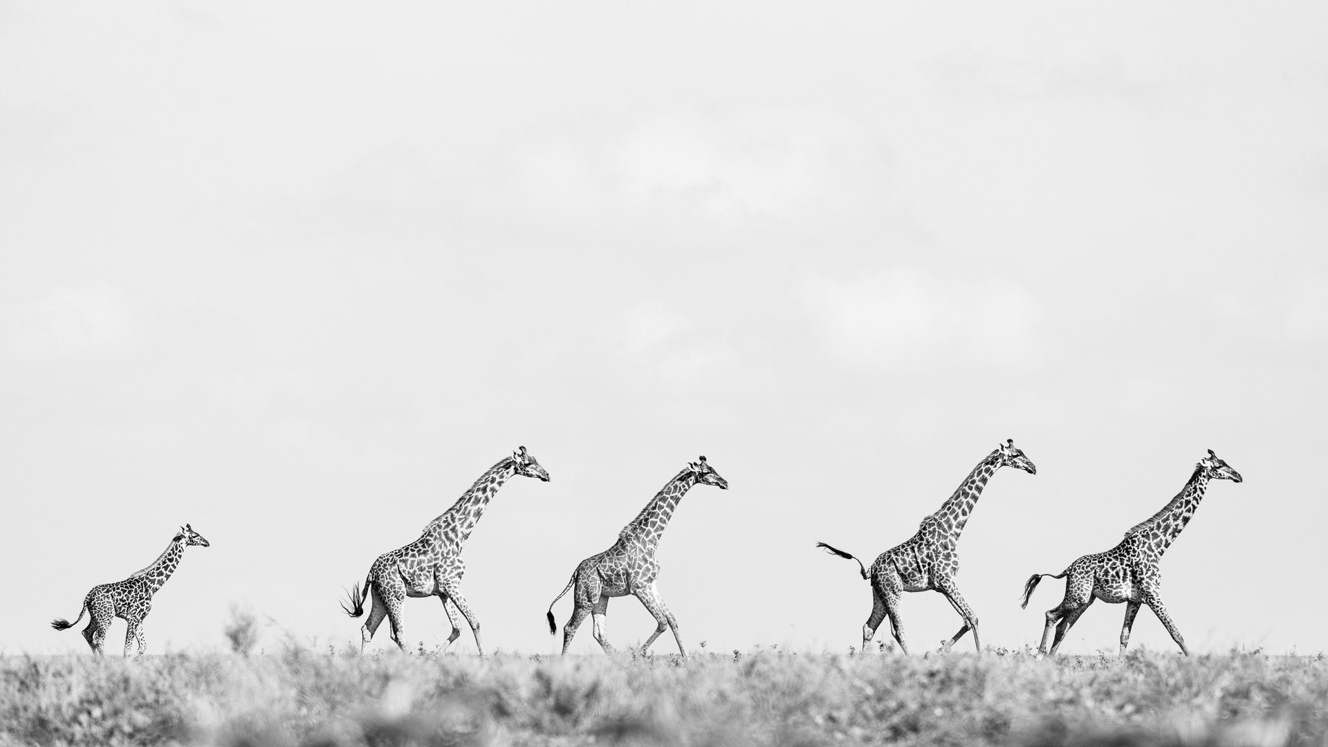 Giraffes - Ngorongoro Conservation Area, Tanzania