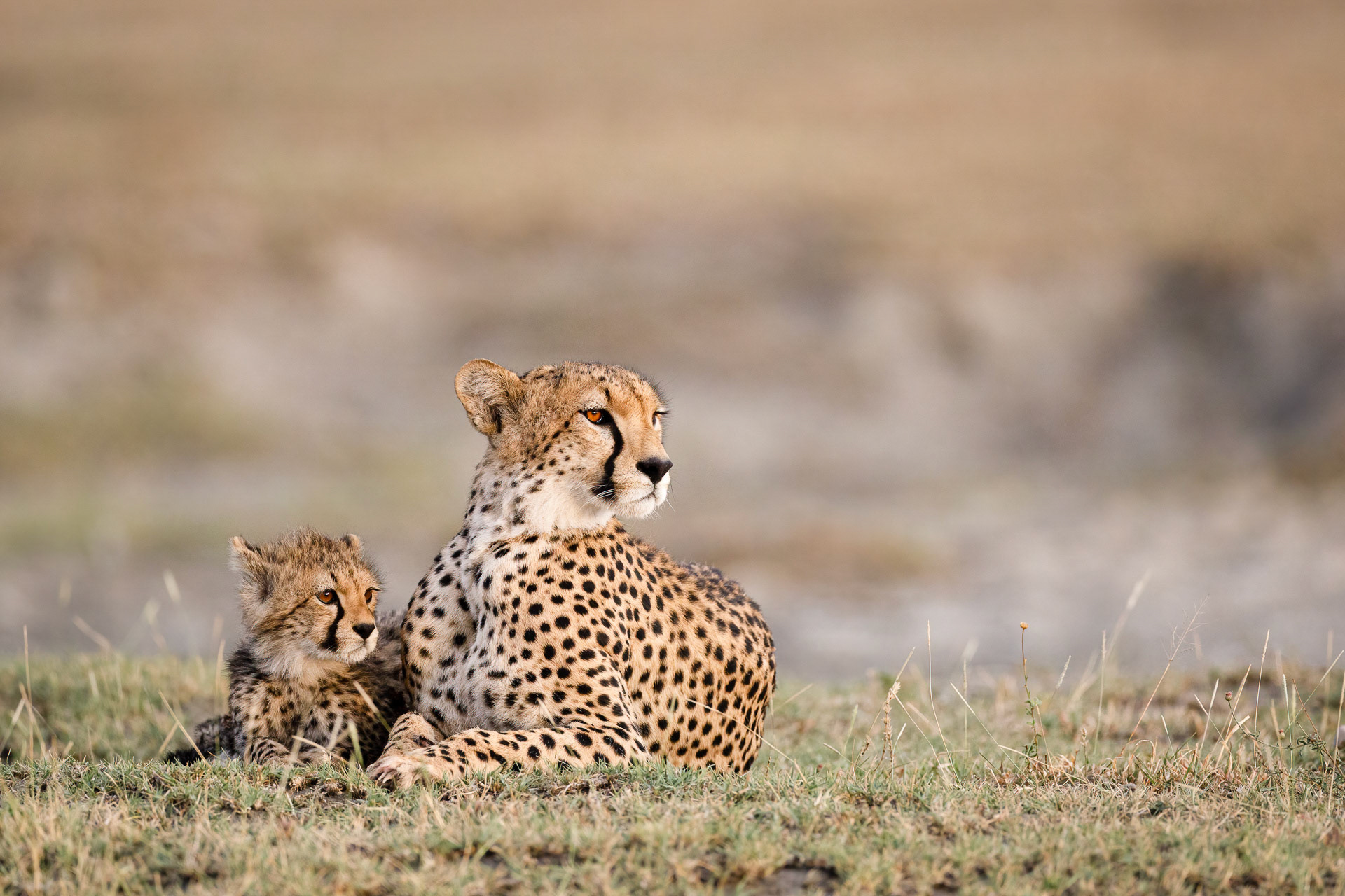 Cheetah with Cub - Serengeti, Tanzania