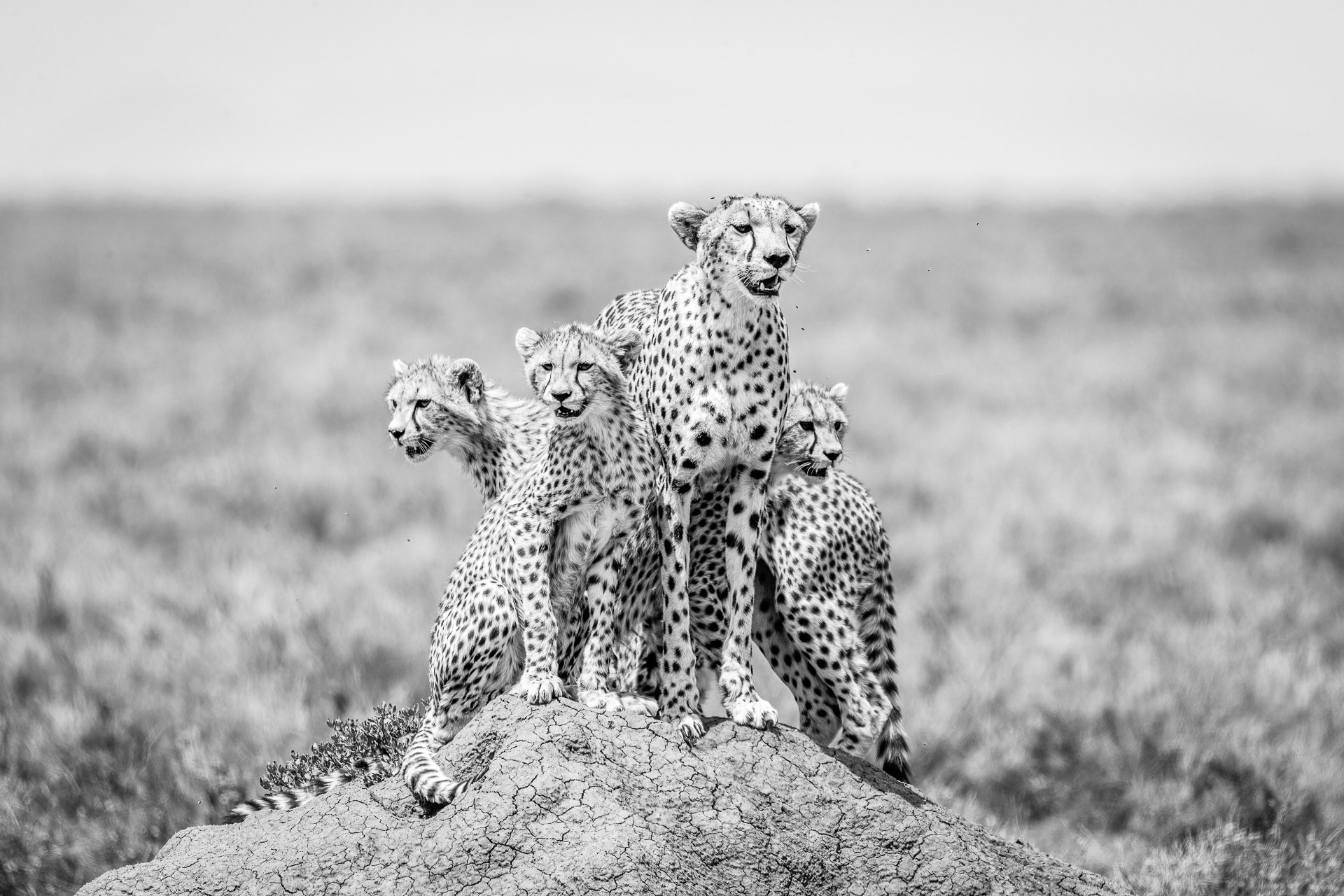 Cheetah with Cubs - Serengeti, Tanzania