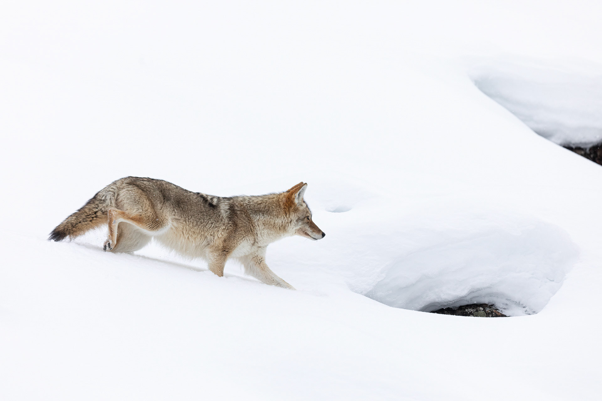 Coyote - Yellowstone National Park, USA