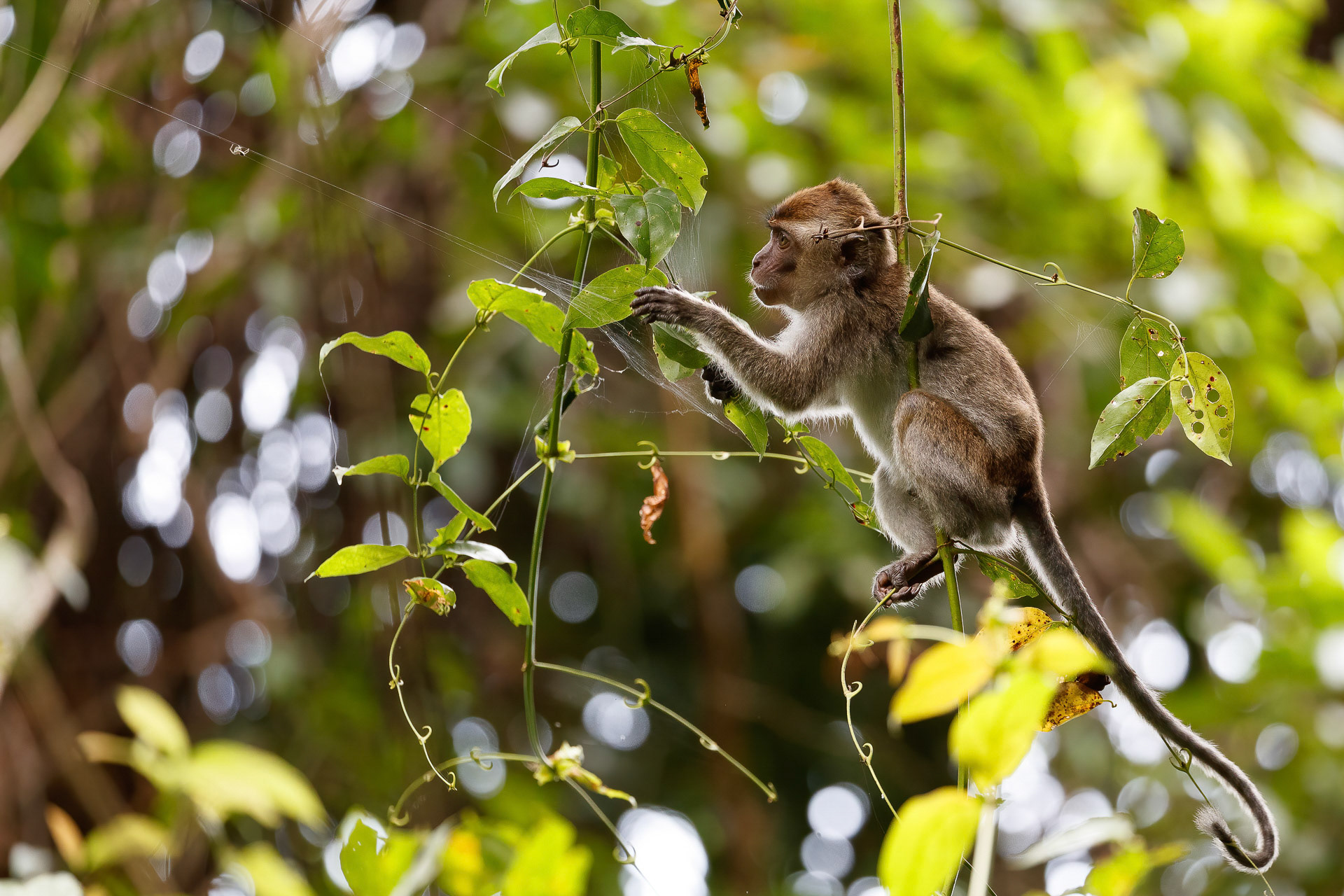 Long-tailed Macaque - Kinabatangan River, Borneo