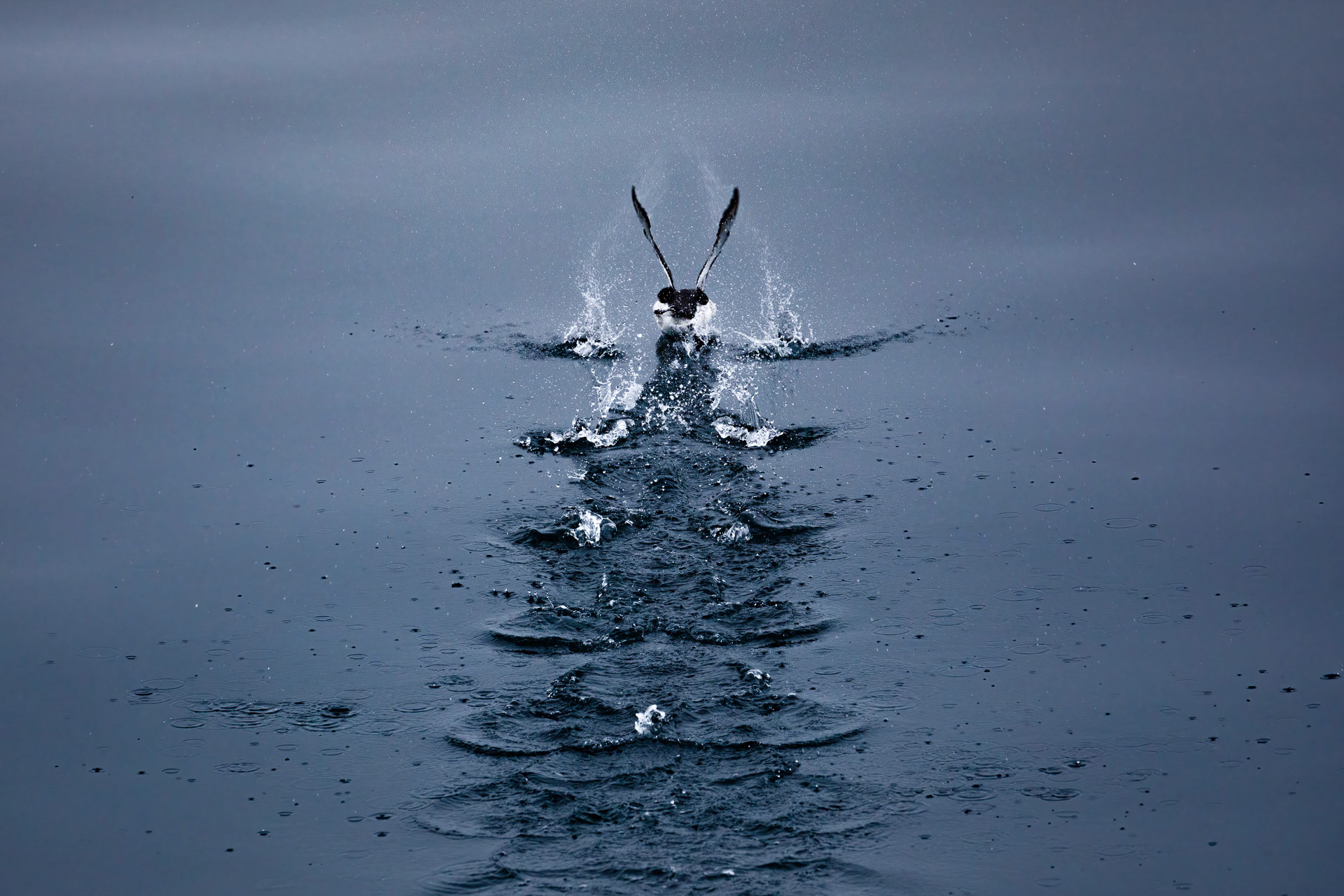 Brünnich's Guillemot - Chukchi Coastline, Russia