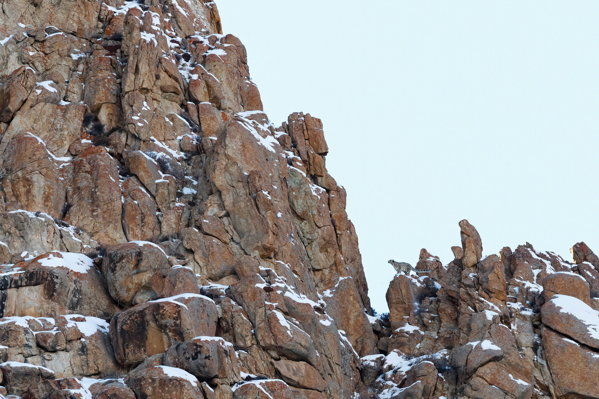 Snow Leopard - Ladakh, India