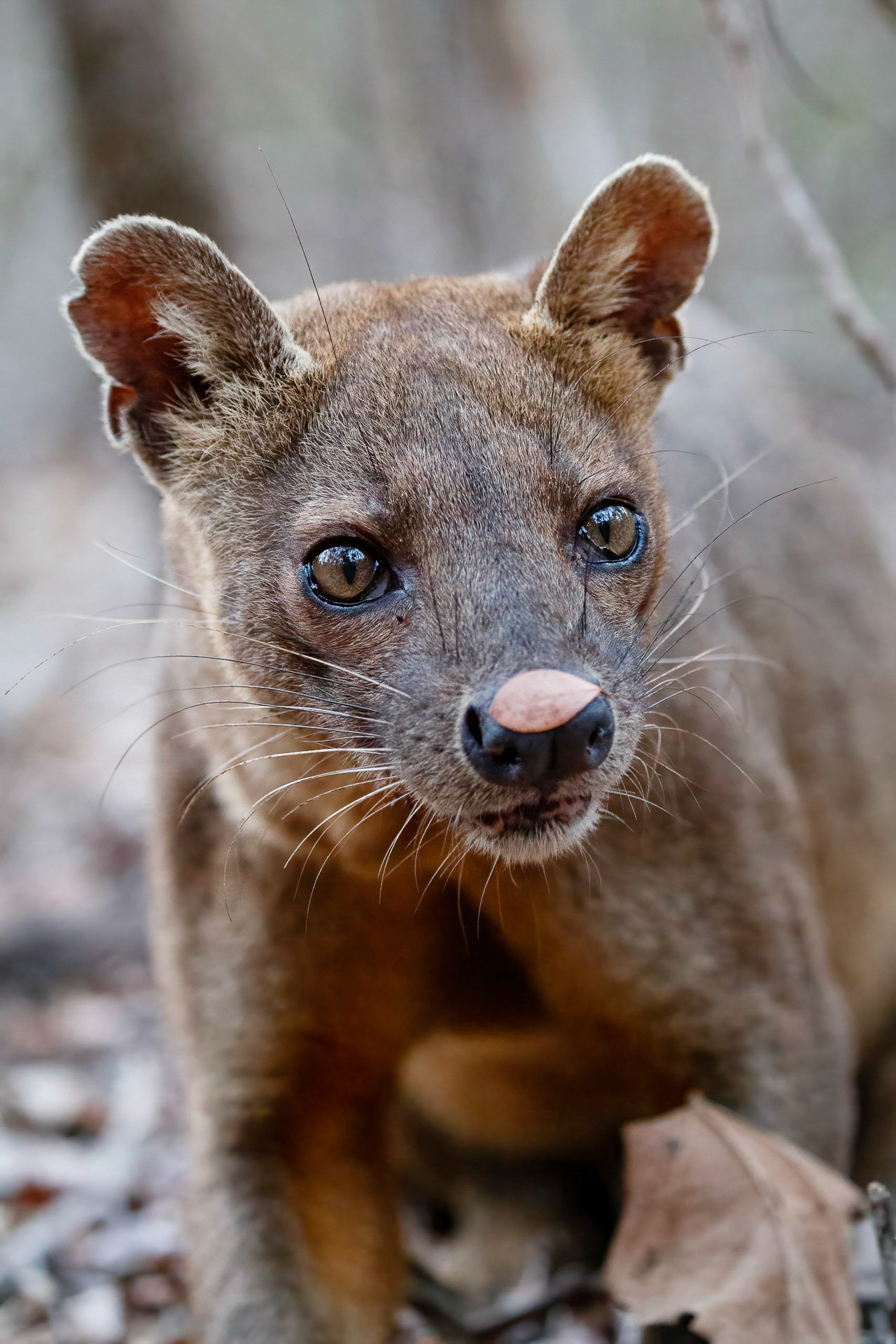 Fosa - Kirindy, Madagascar