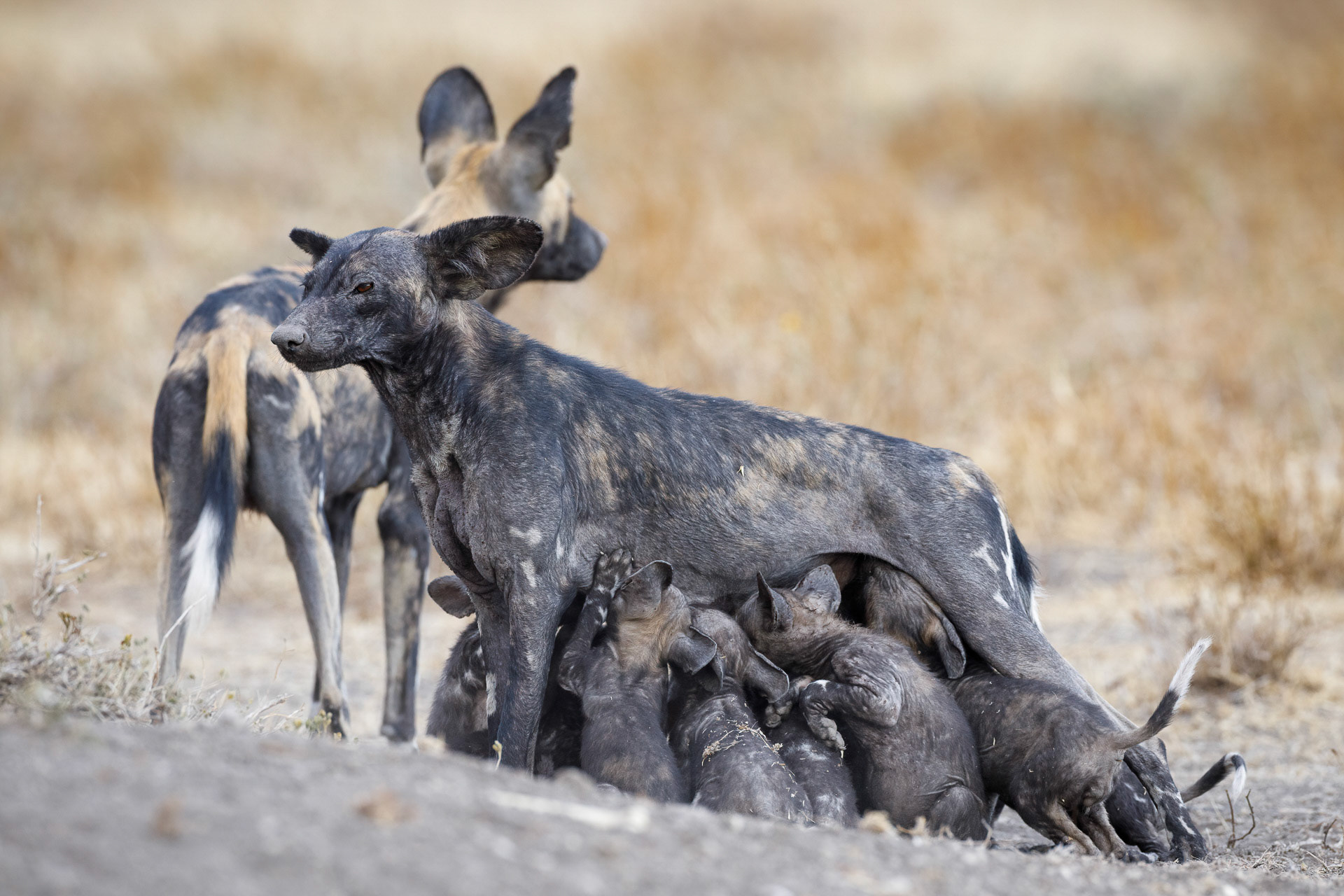 African Wild Dogs - Ngorongoro Conservation Area, Tanzania