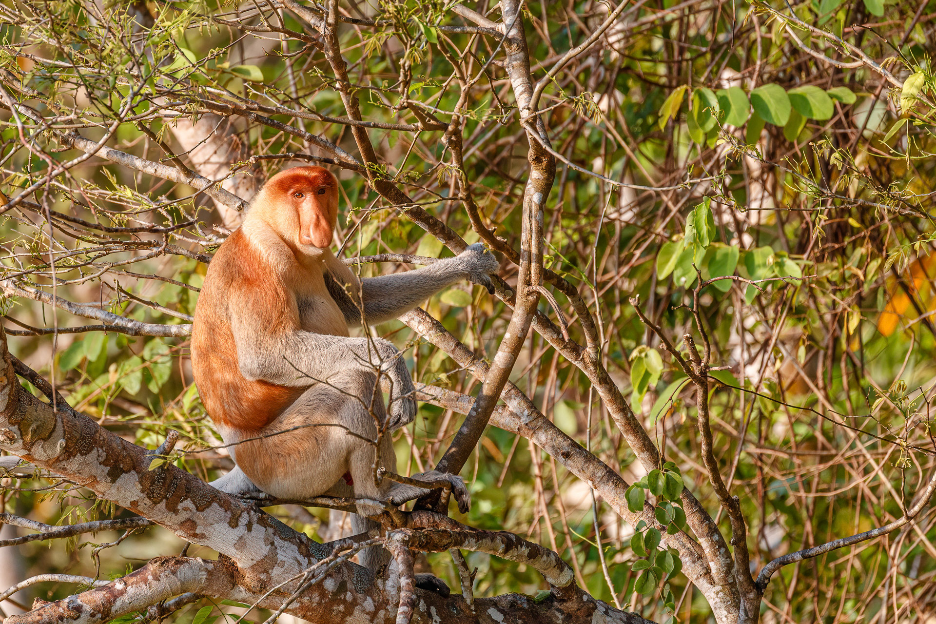 Proboscis Monkey - Kinabatangan River, Borneo