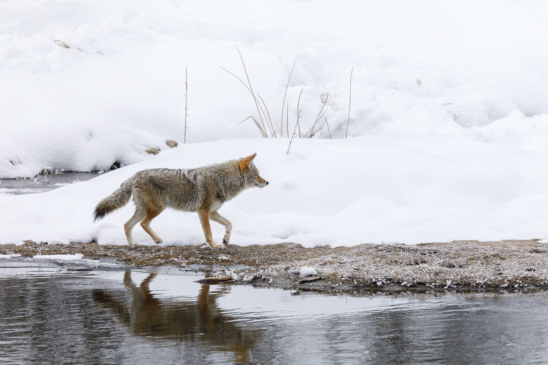 Coyote - Yellowstone National Park, USA