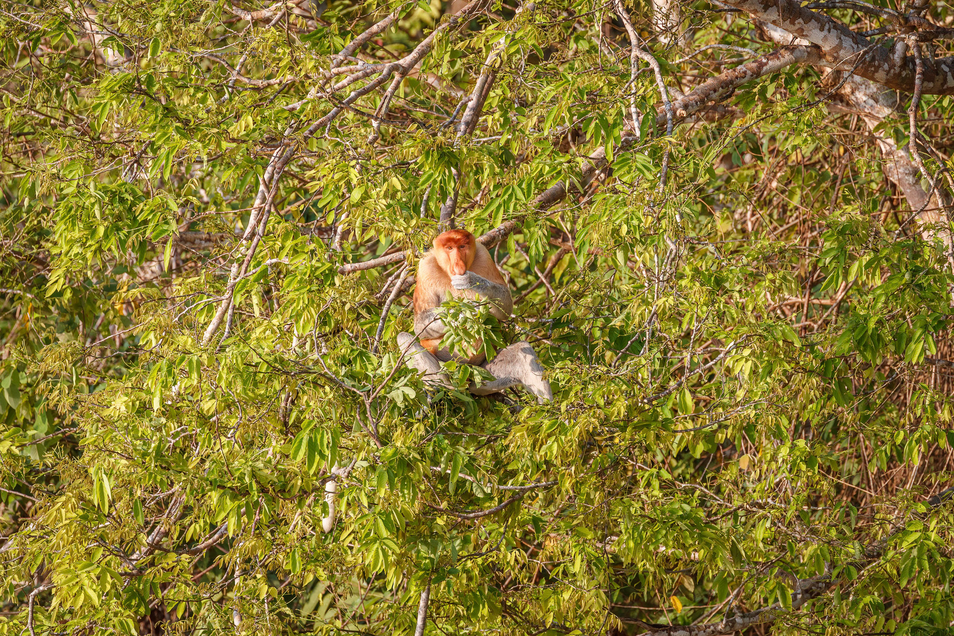 Proboscis Monkey - Kinabatangan River, Borneo