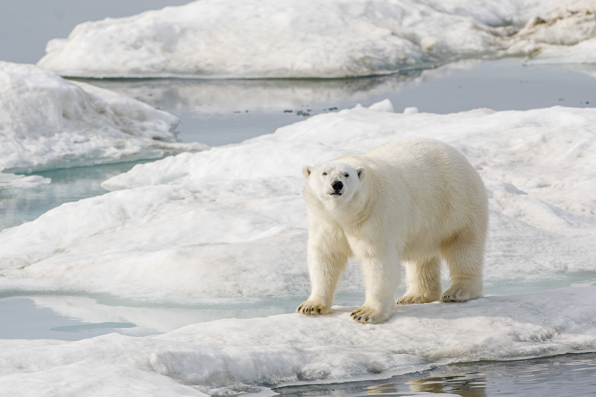 Polar Bear - On Sea Ice near Wrangel Island, Russia