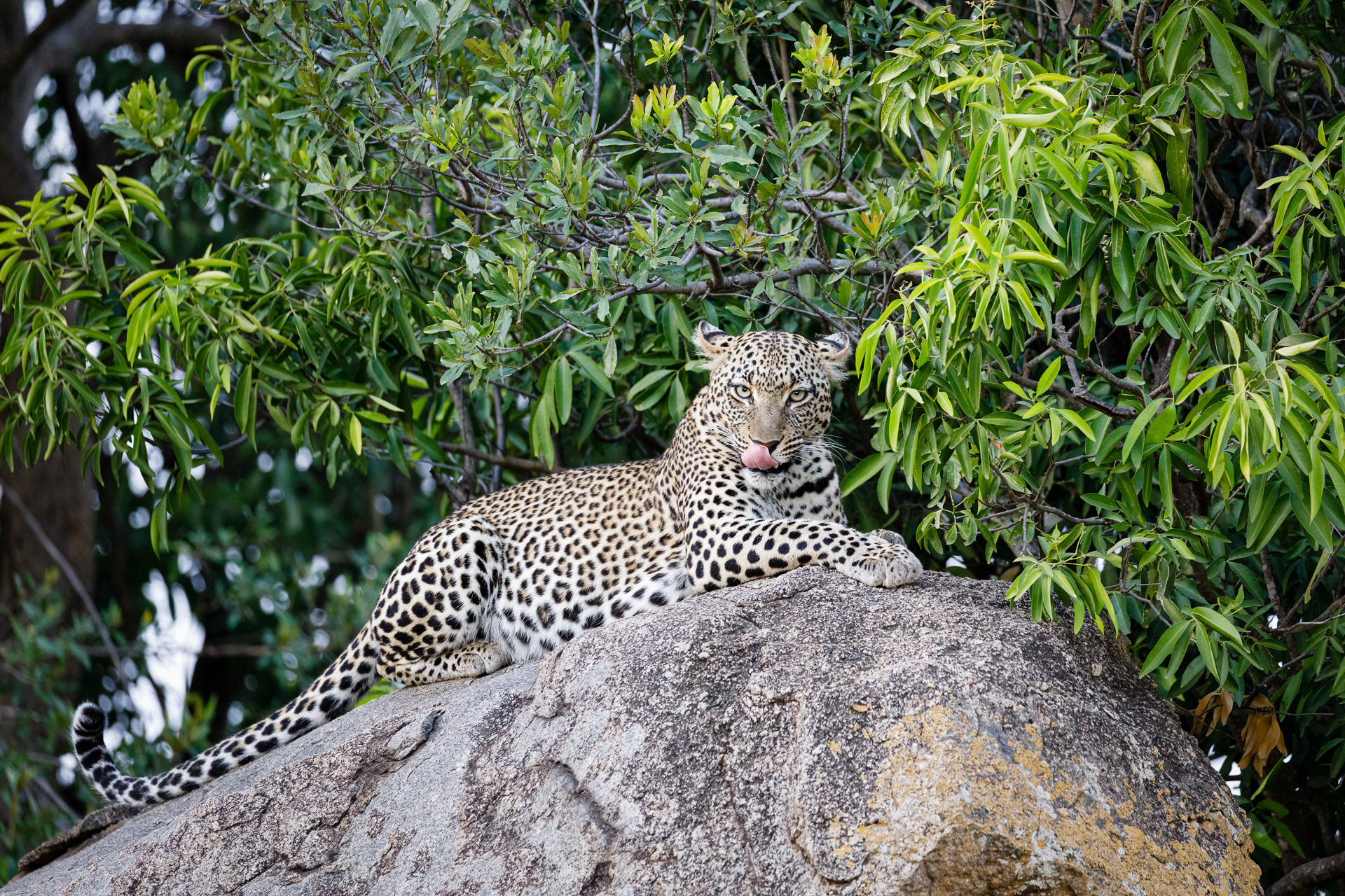 Leopard - Serengeti, Tanzania