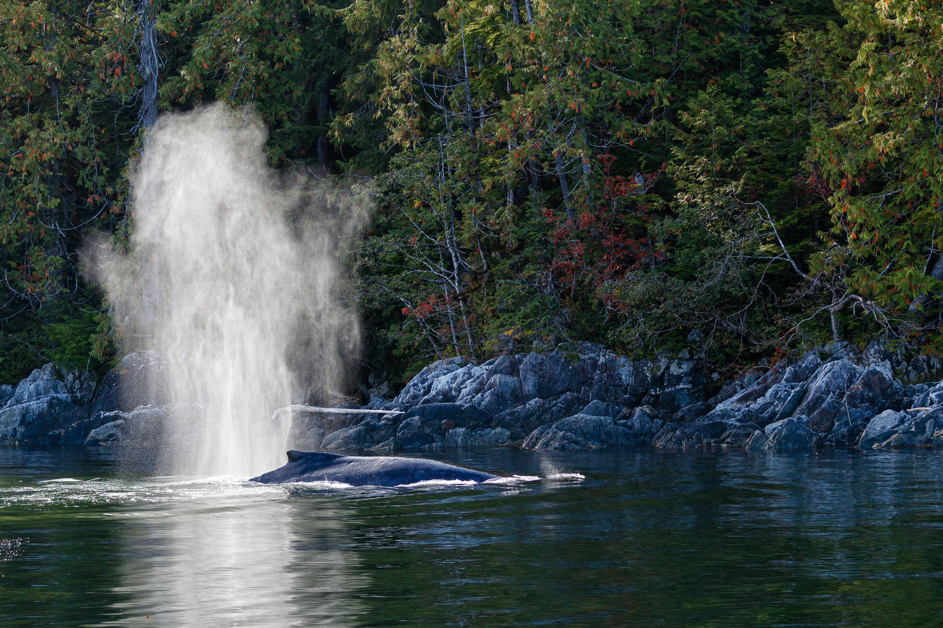 Humpback Whales - Great Bear Rainforest, Canada