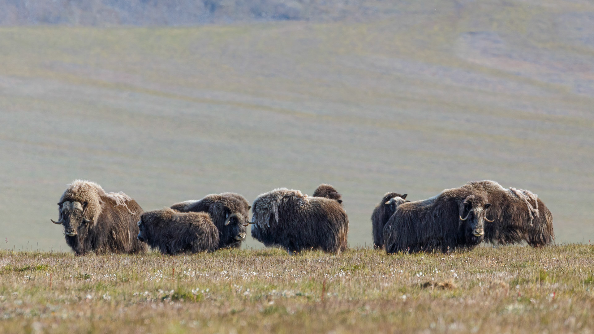 Musk Ox - Wrangel Island, Russia