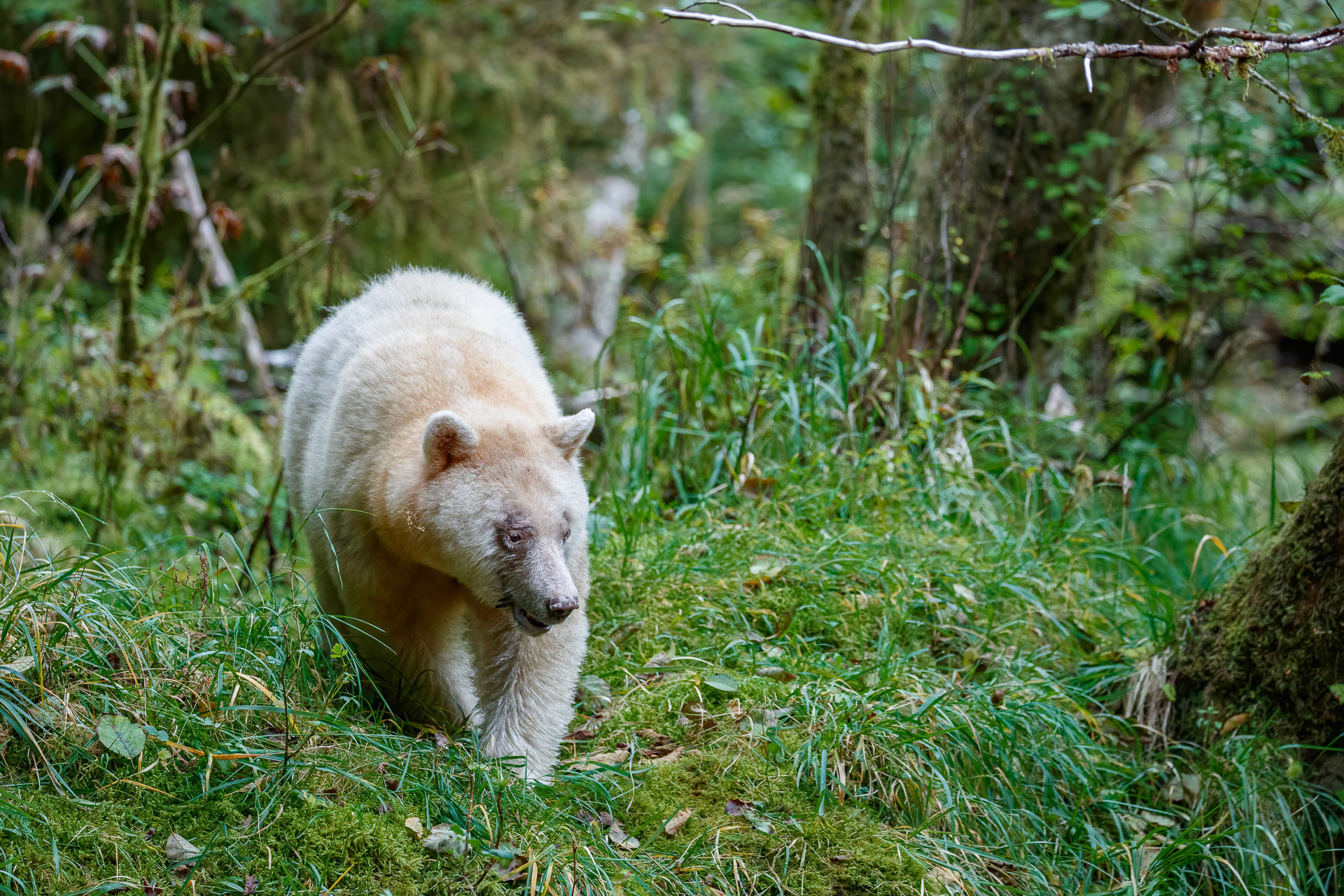 Spirit Bear - Great Bear Rainforest, Canada