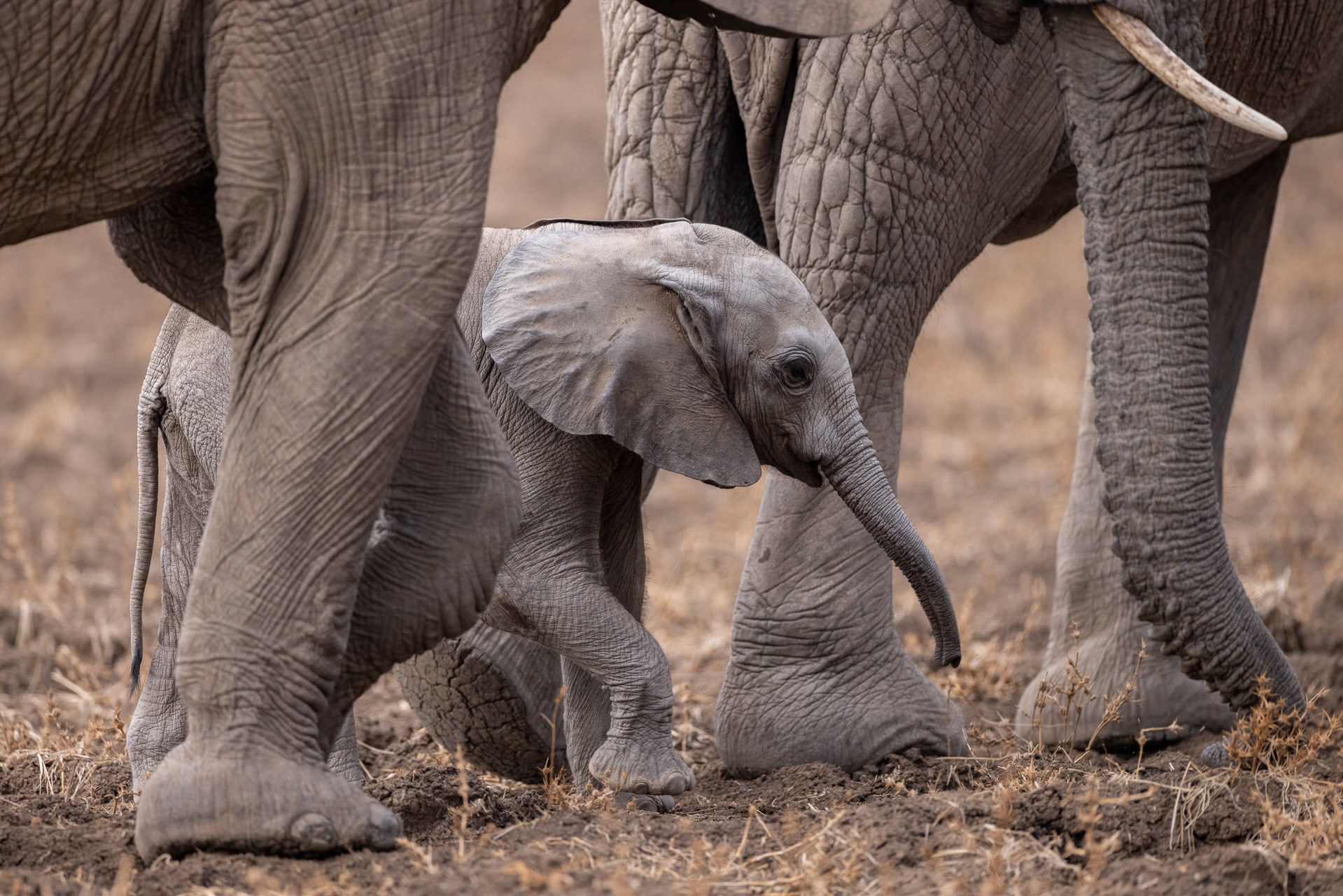 Elephant - South Luangwa NP, Zambia
