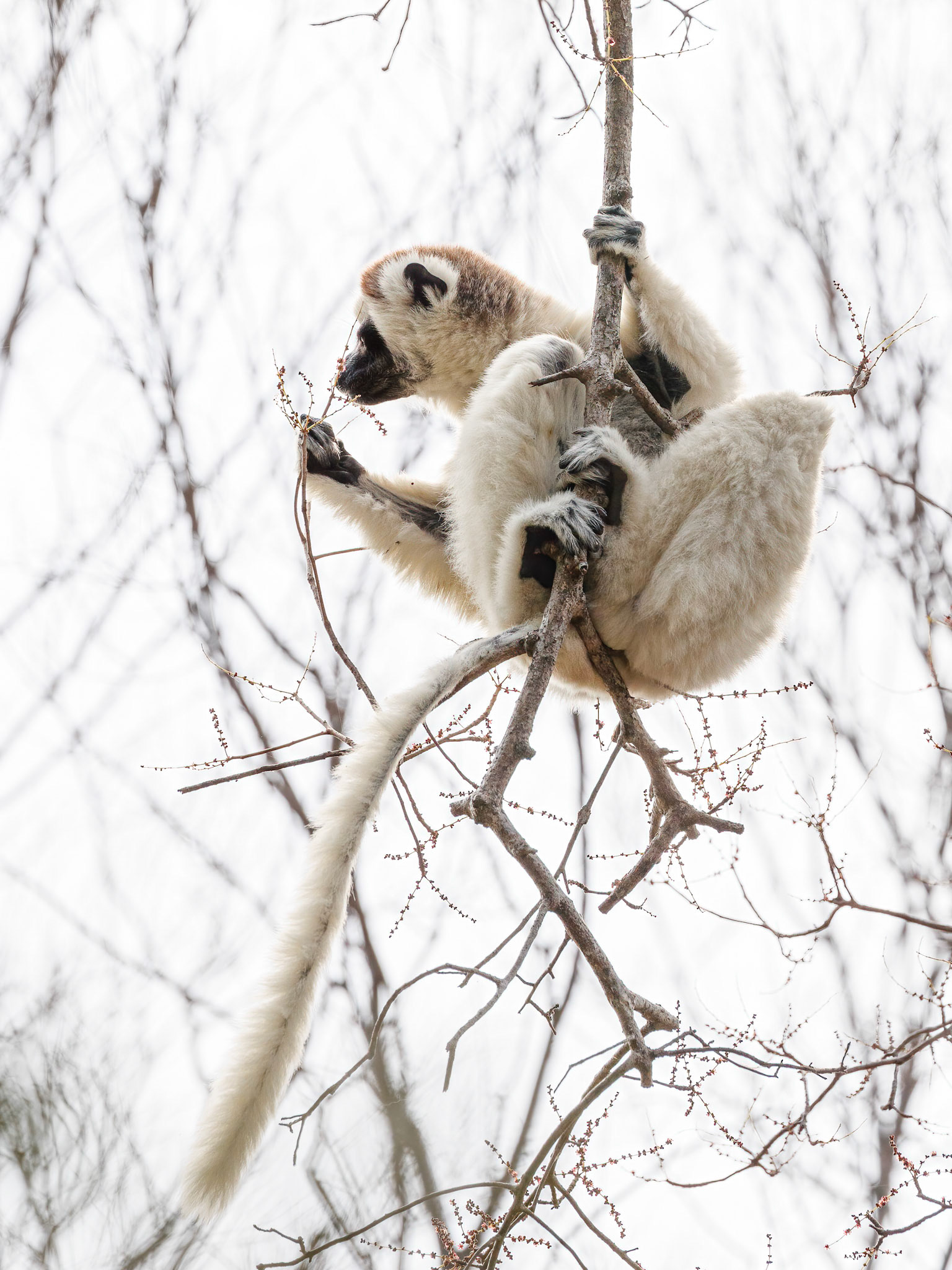 Verreaux's Sifaka - Zombitse National Park, Madagascar