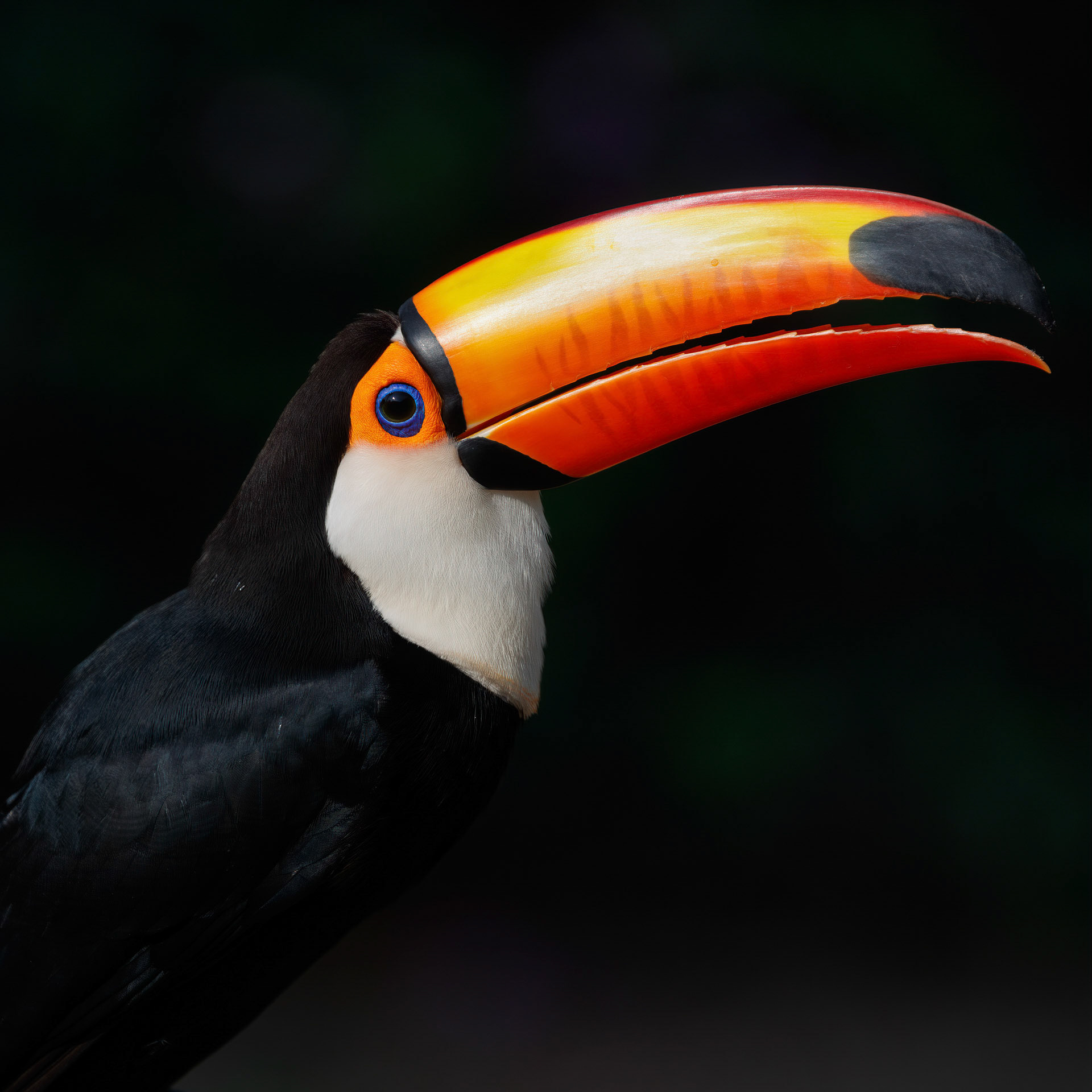 Toco Toucan - Pantanal, Brazil