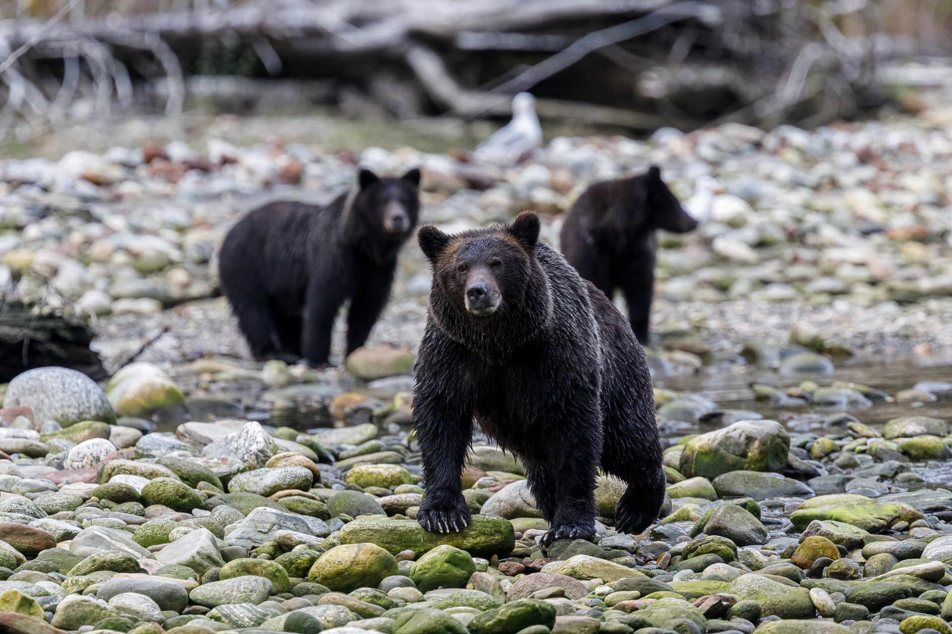 Black Bear Cubs - Great Bear Rainforest, Canada