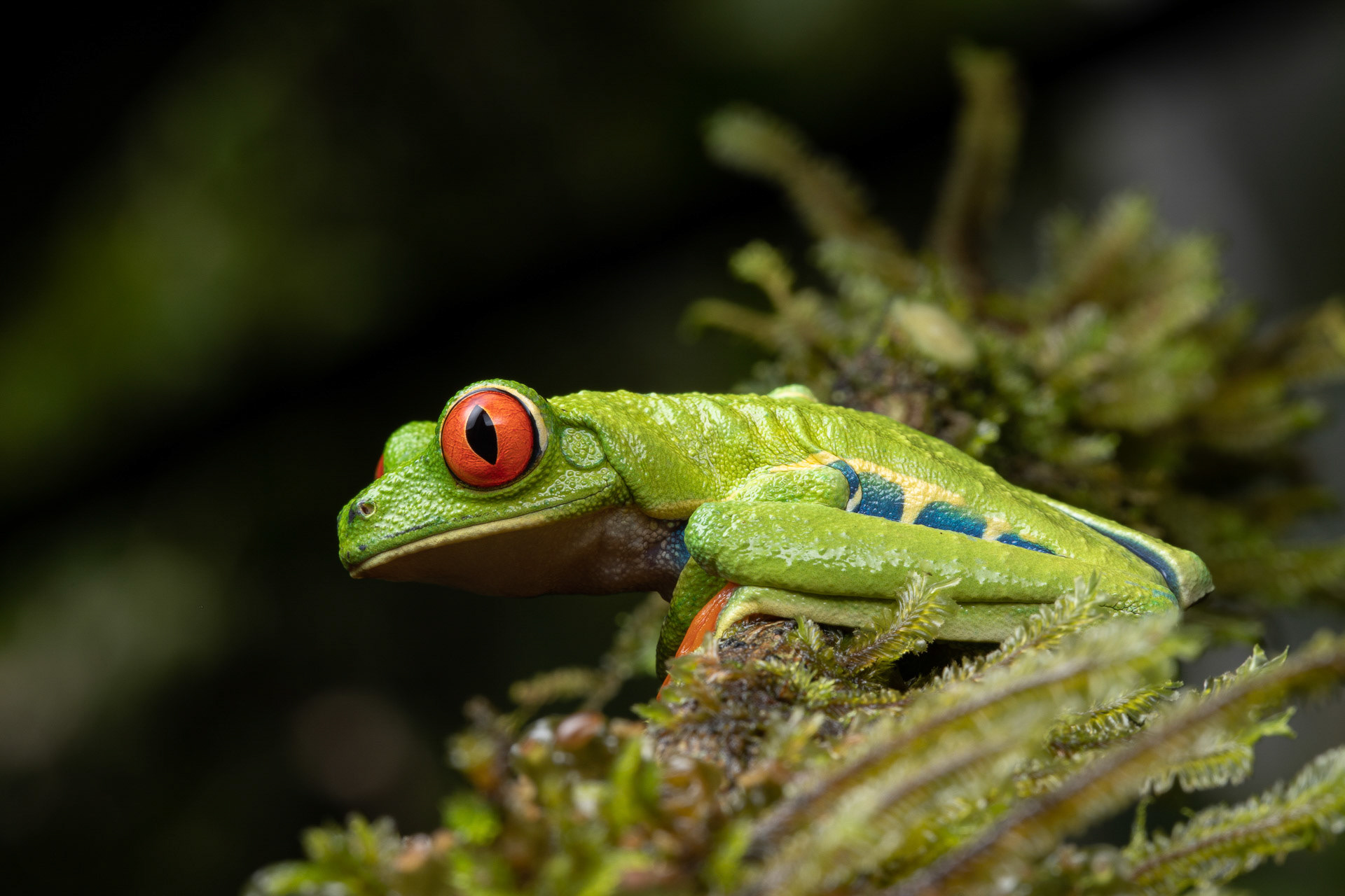 Red-eyed Tree Frog - Maquenque National Wildlife Refuge, Costa Rica