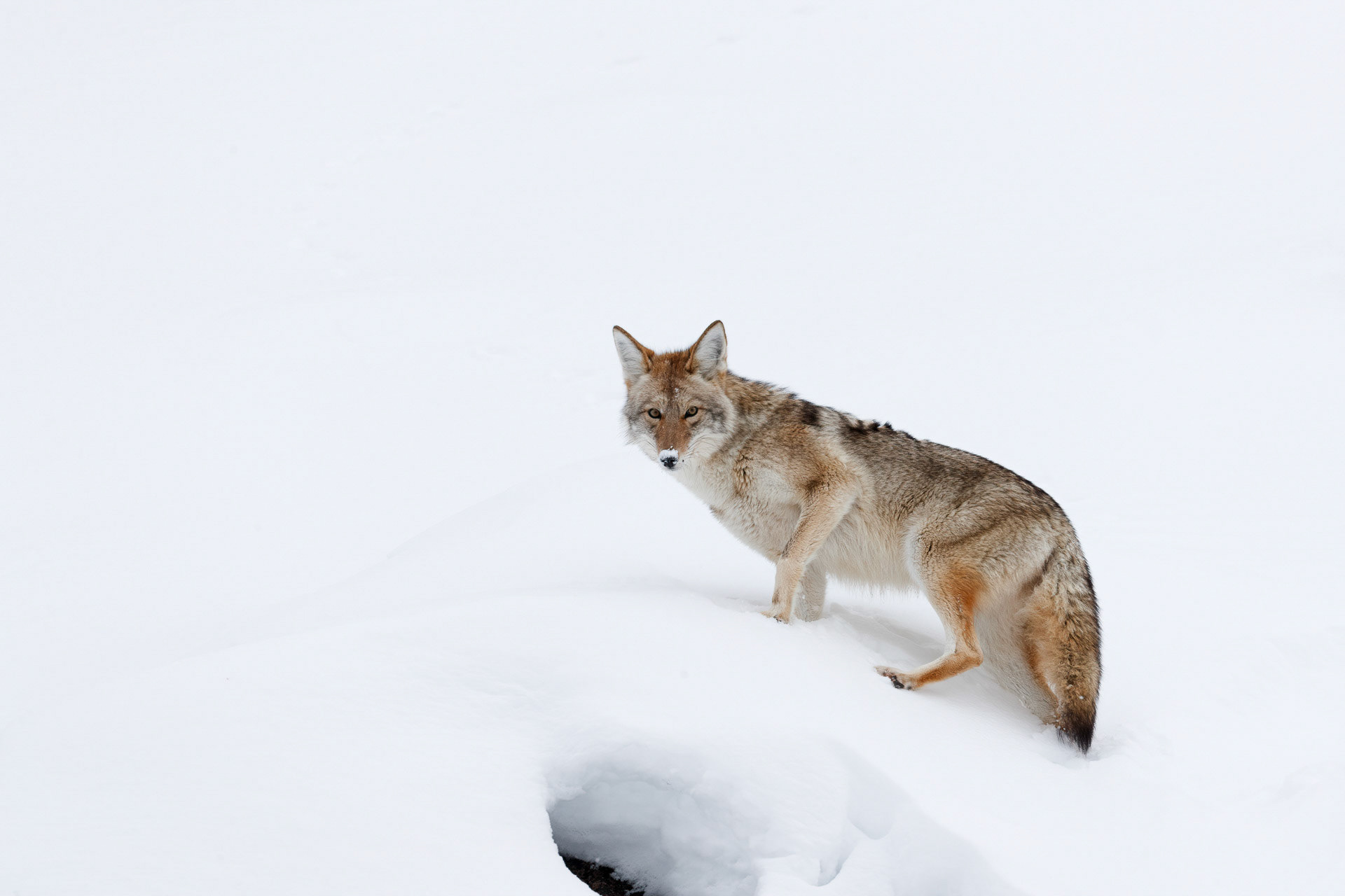Coyote - Yellowstone National Park, USA