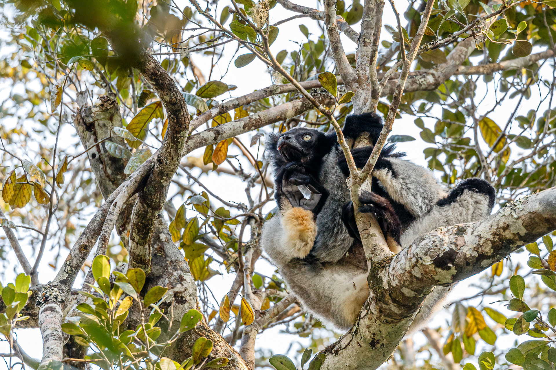 Indri - Andasibe-Mantadia National Park, Madagascar