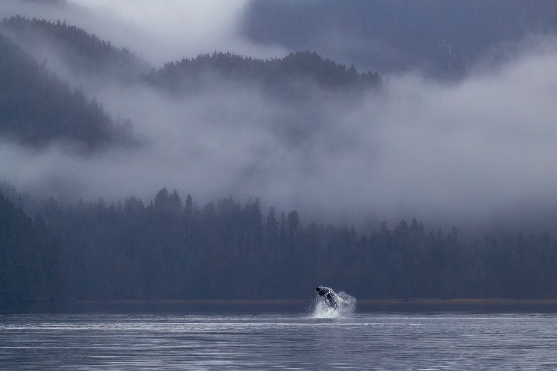 Humpback Whale - Great Bear Rainforest, Canada